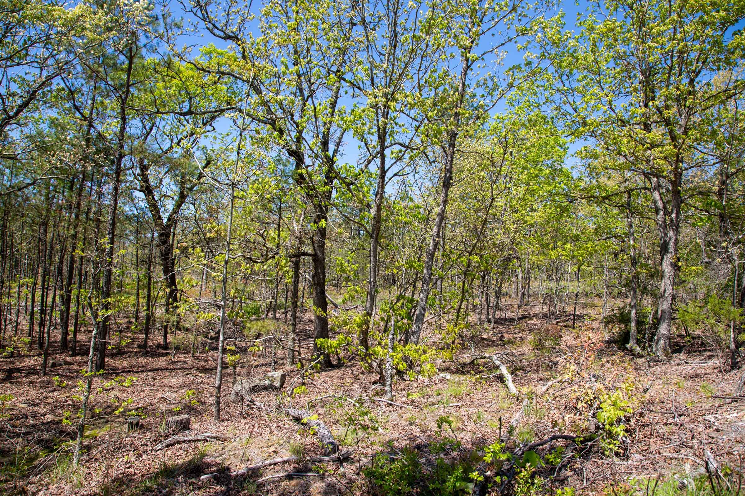 Eagle’s Nest Tract 24 photo 16