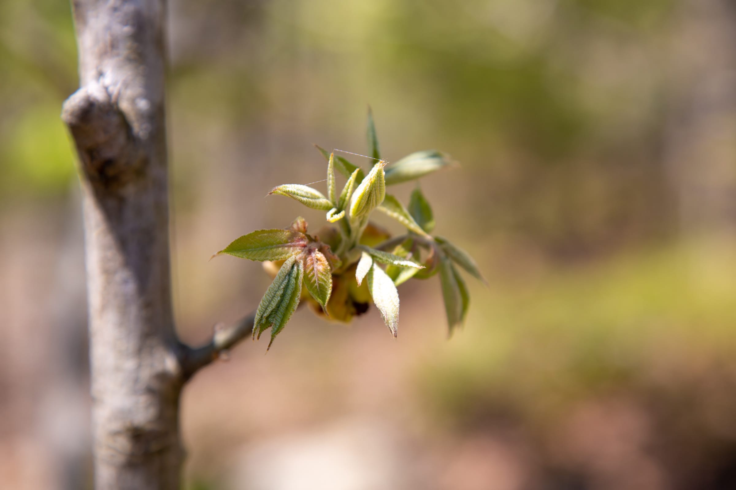 Eagle’s Nest Tract 24 photo 18