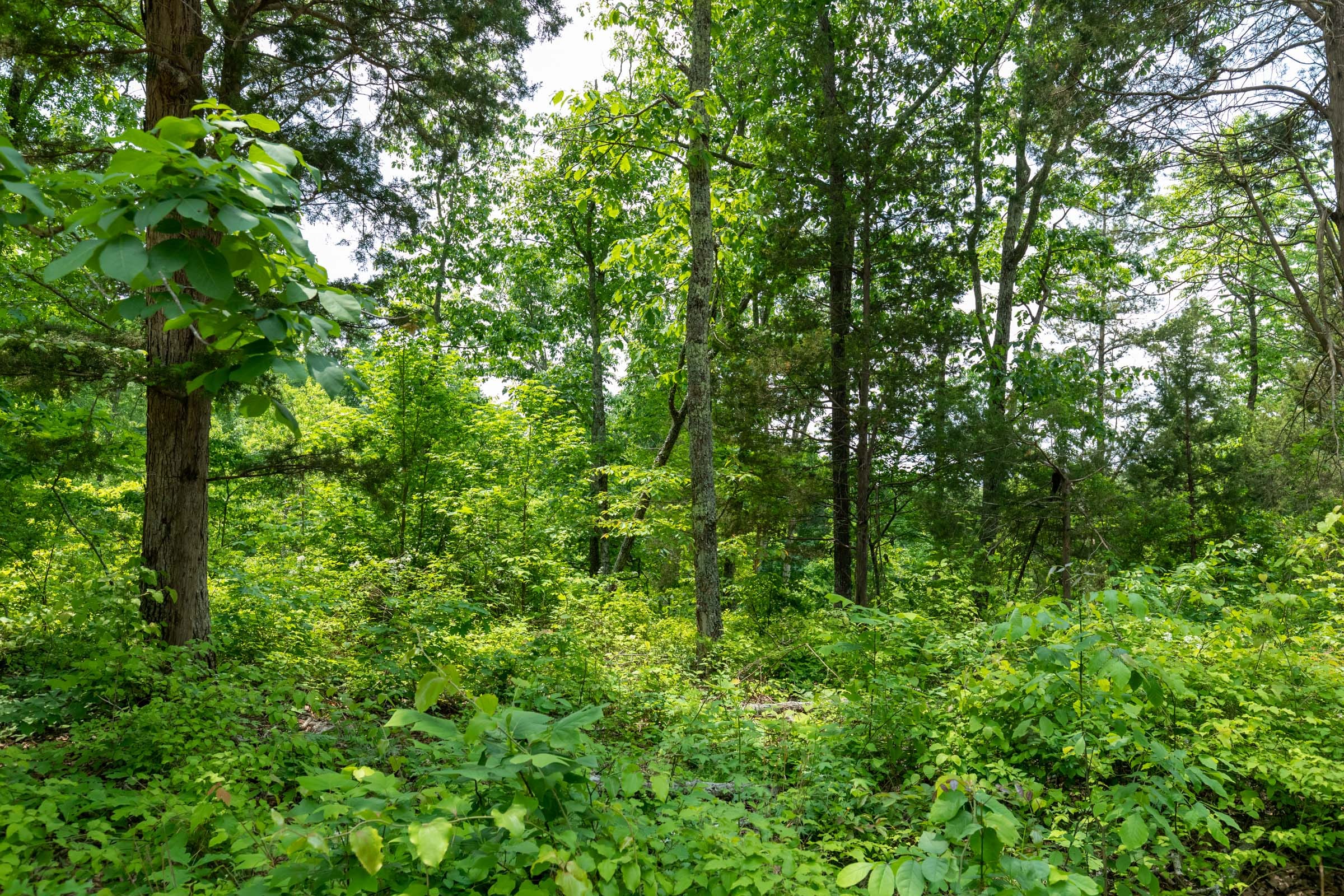 Cedar Creek Tract 12 photo 2