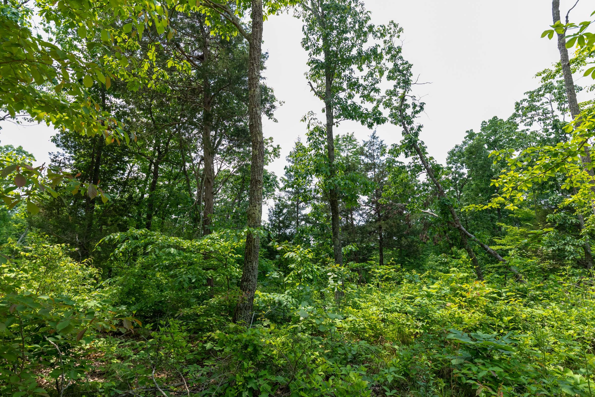 Cedar Creek Tract 12 photo 3