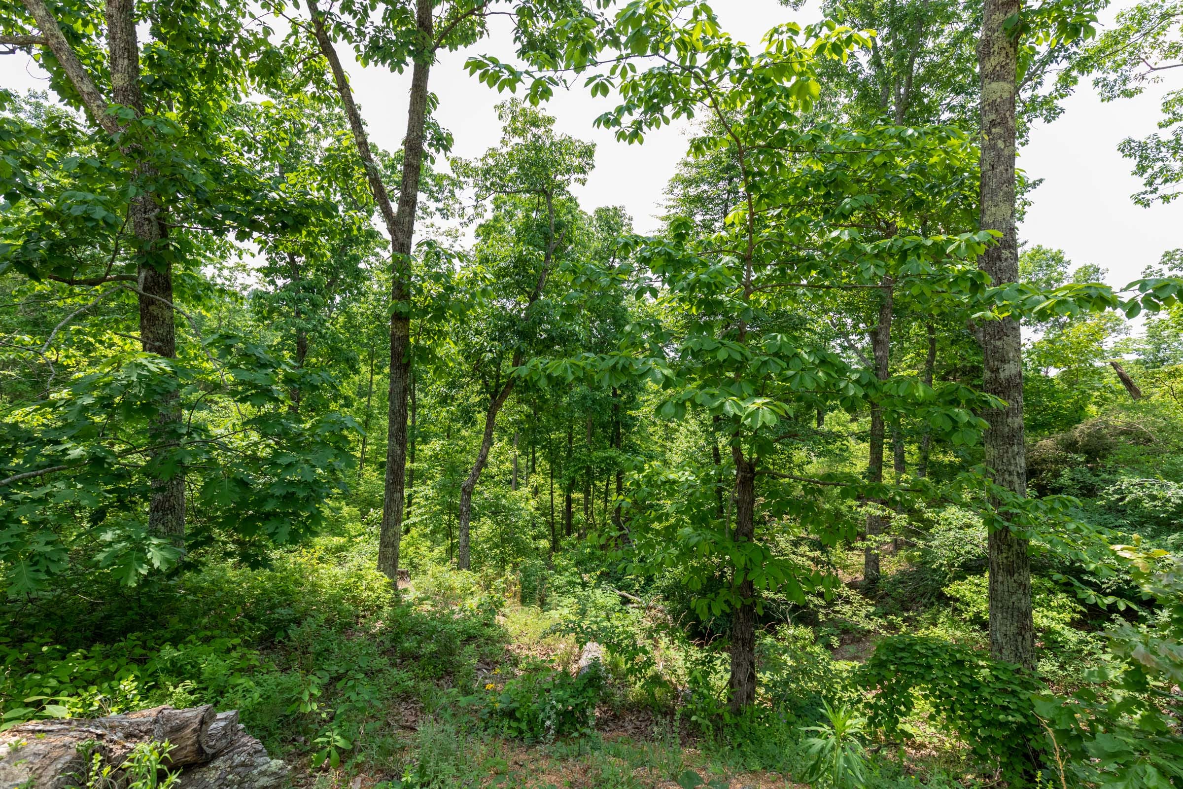 Cedar Creek Tract 12 photo 5