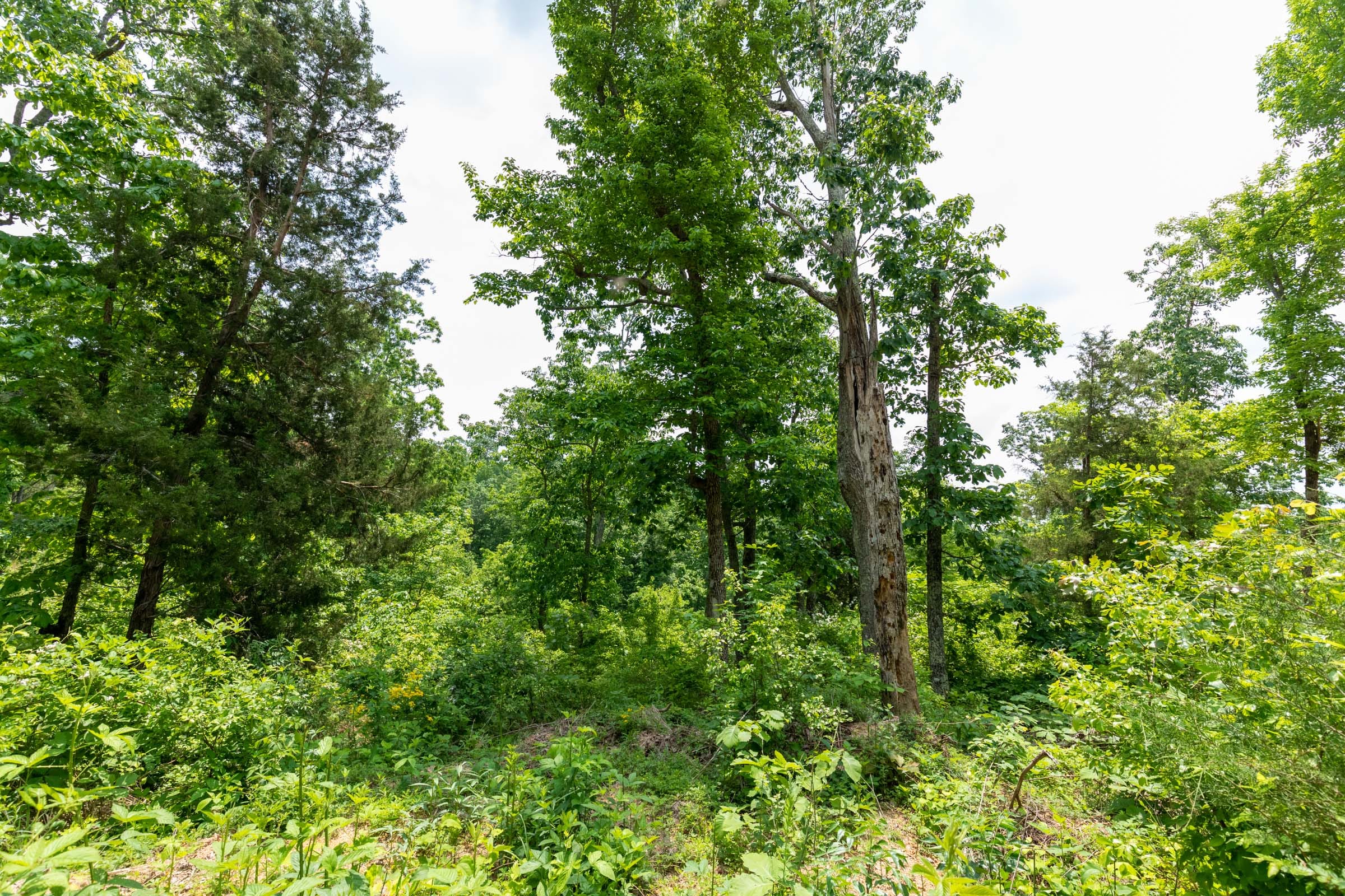 Cedar Creek Tract 12 photo 6