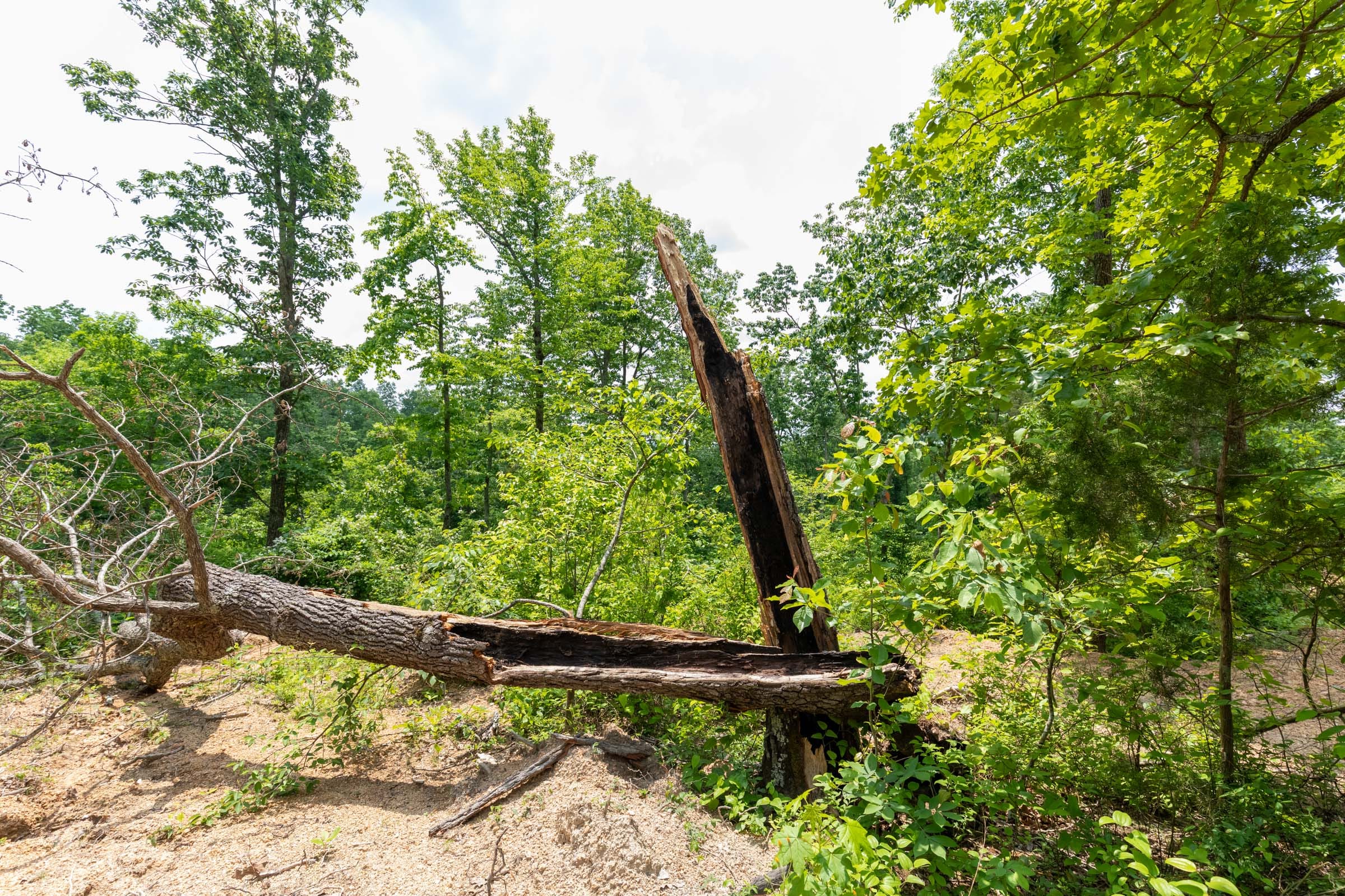Cedar Creek Tract 12 photo 8