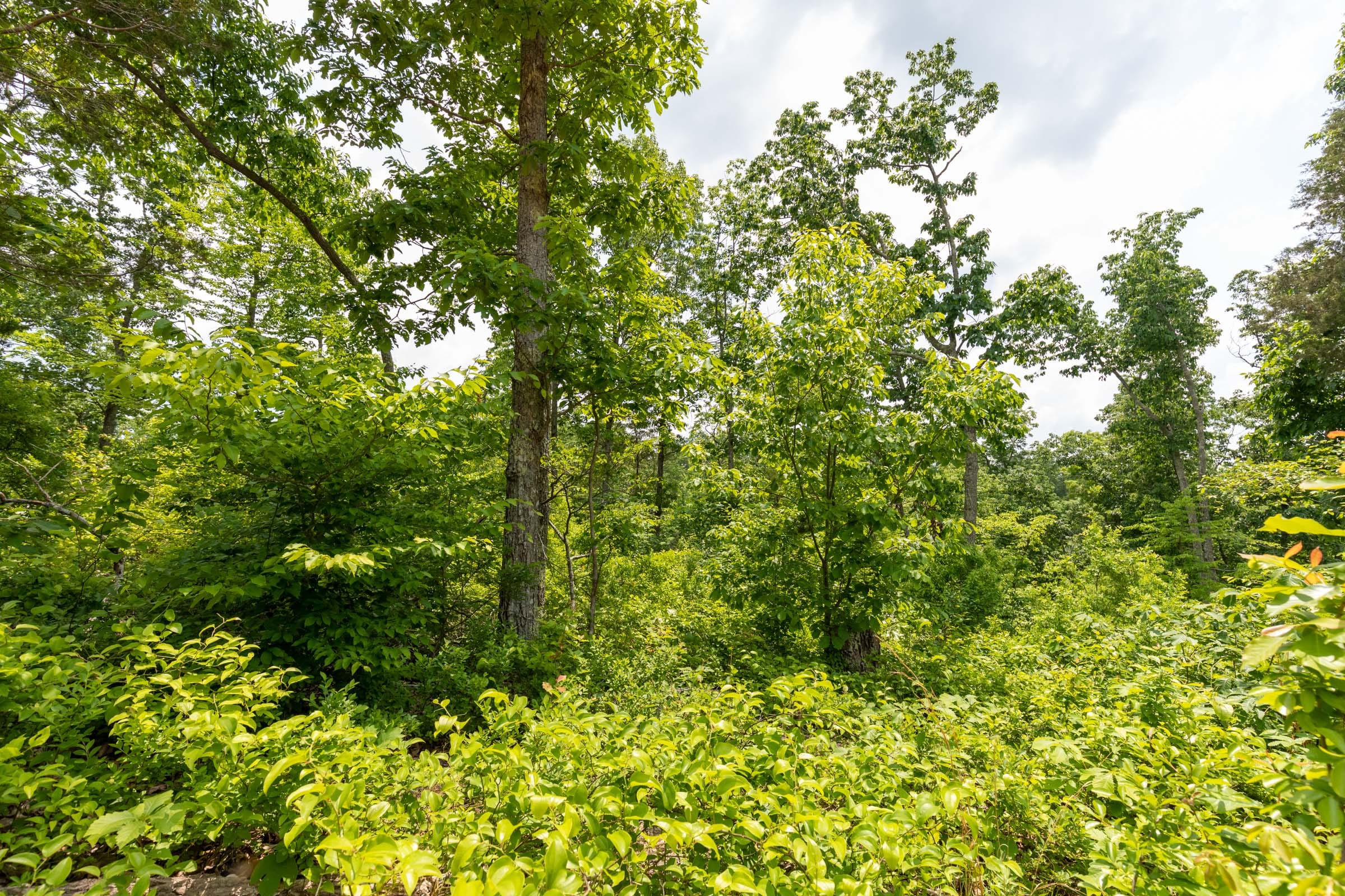 Cedar Creek Tract 12 photo 9