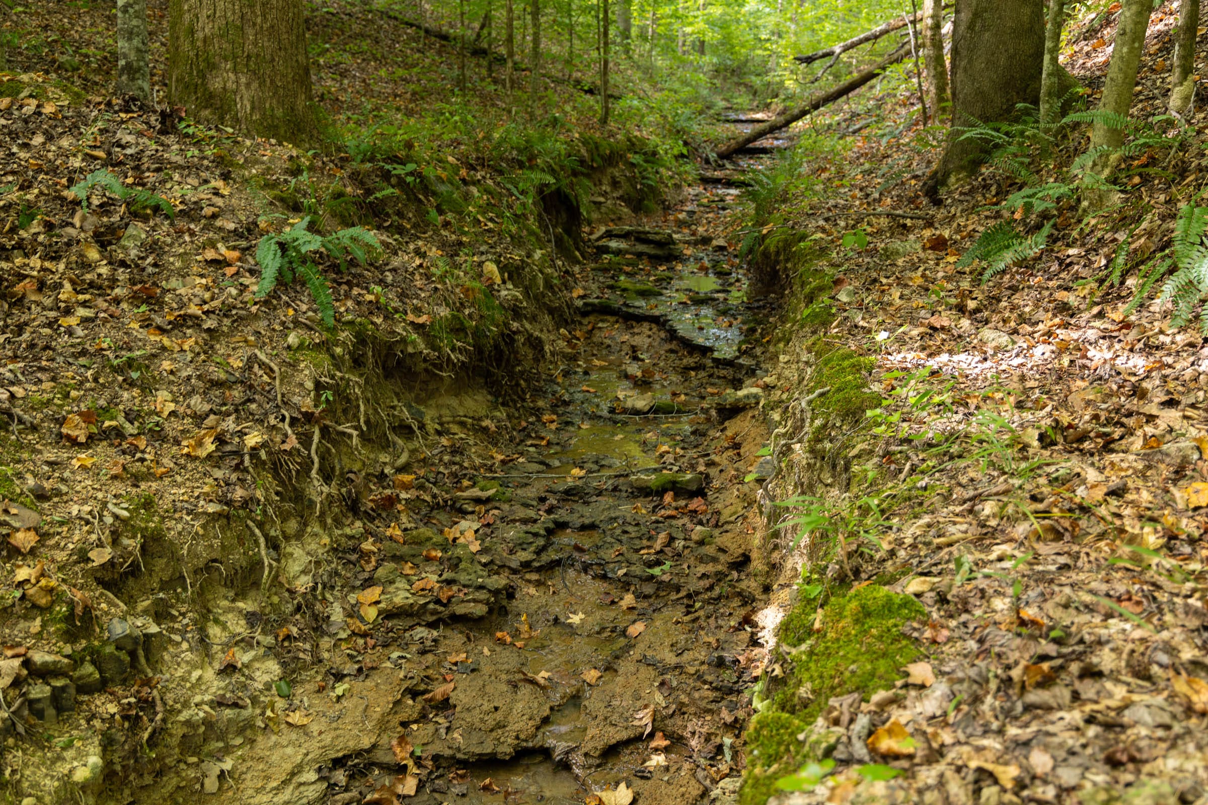 Big White Oak Tract 98 photo 8
