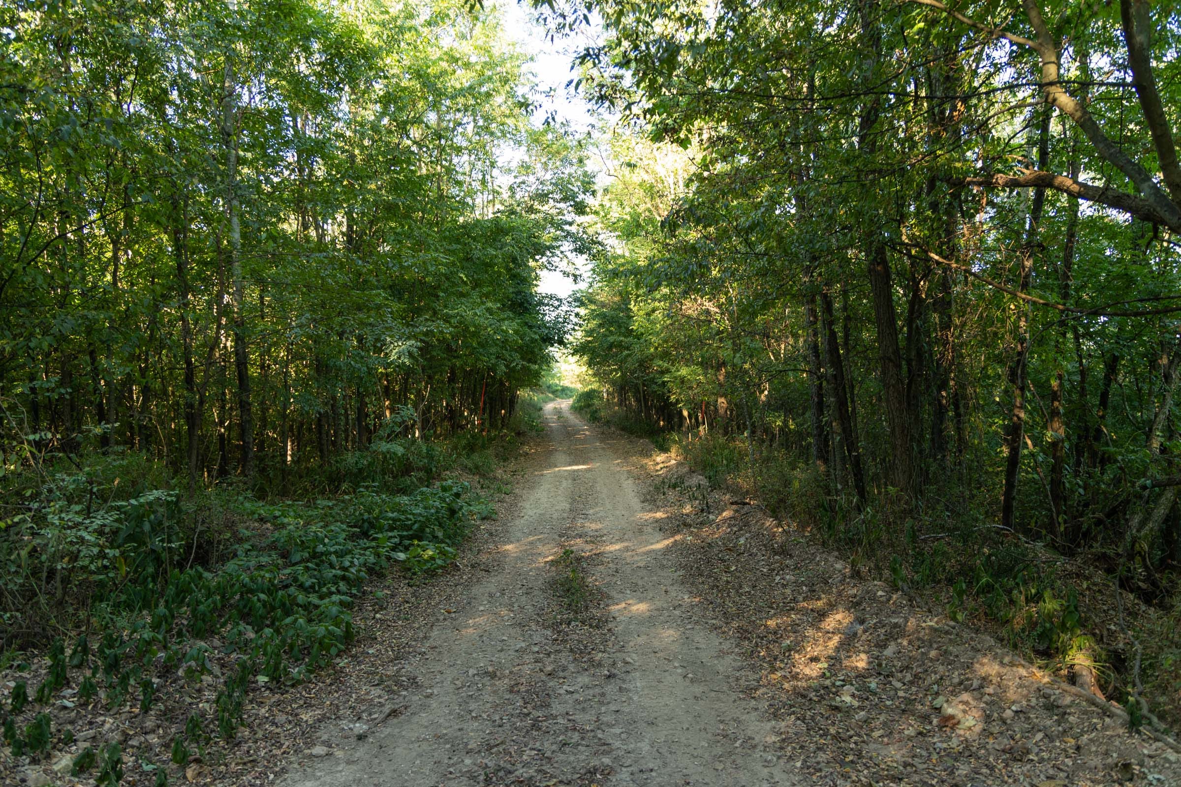 Big White Oak Tract 98 photo 14
