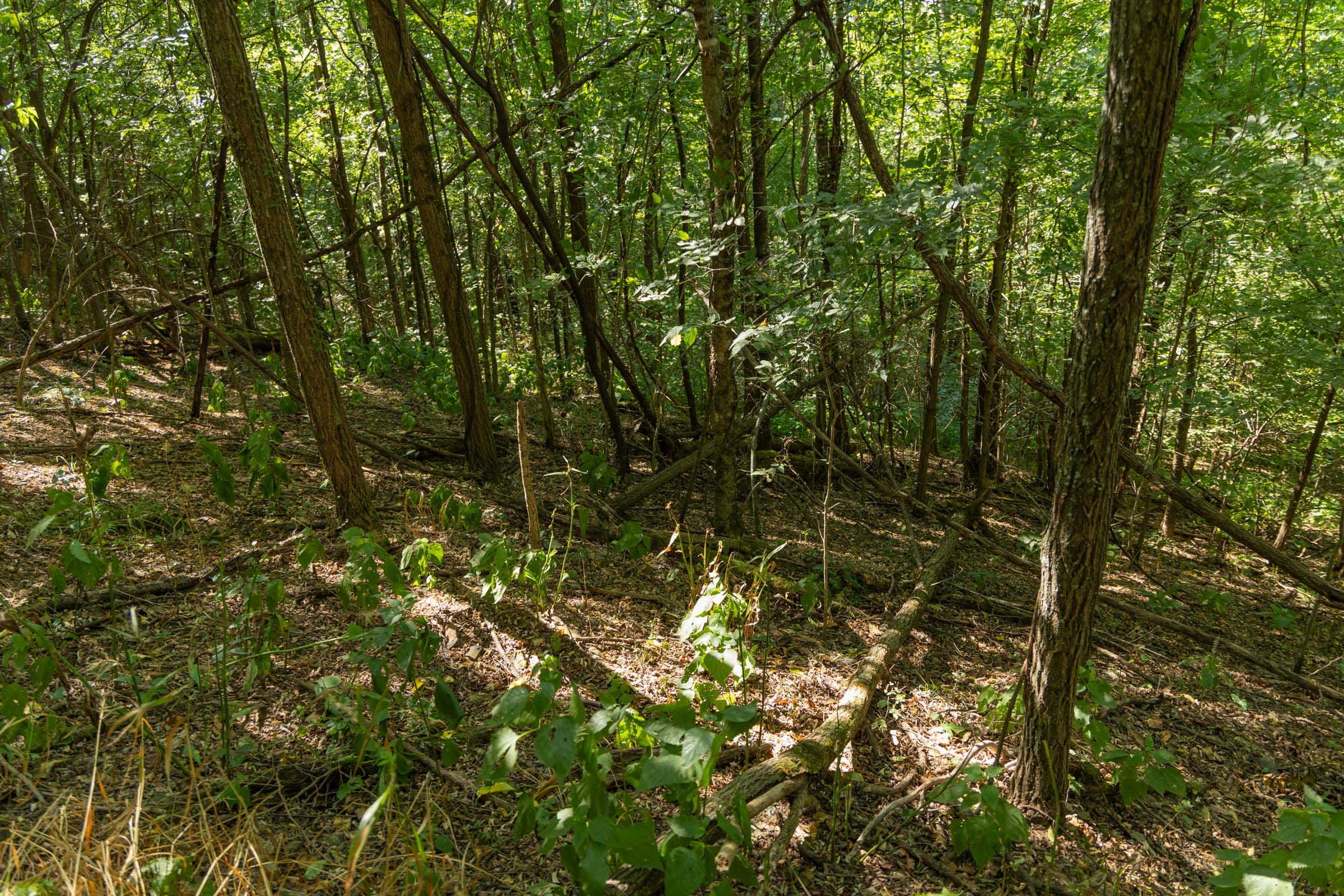 Big White Oak Tract 98 photo 21