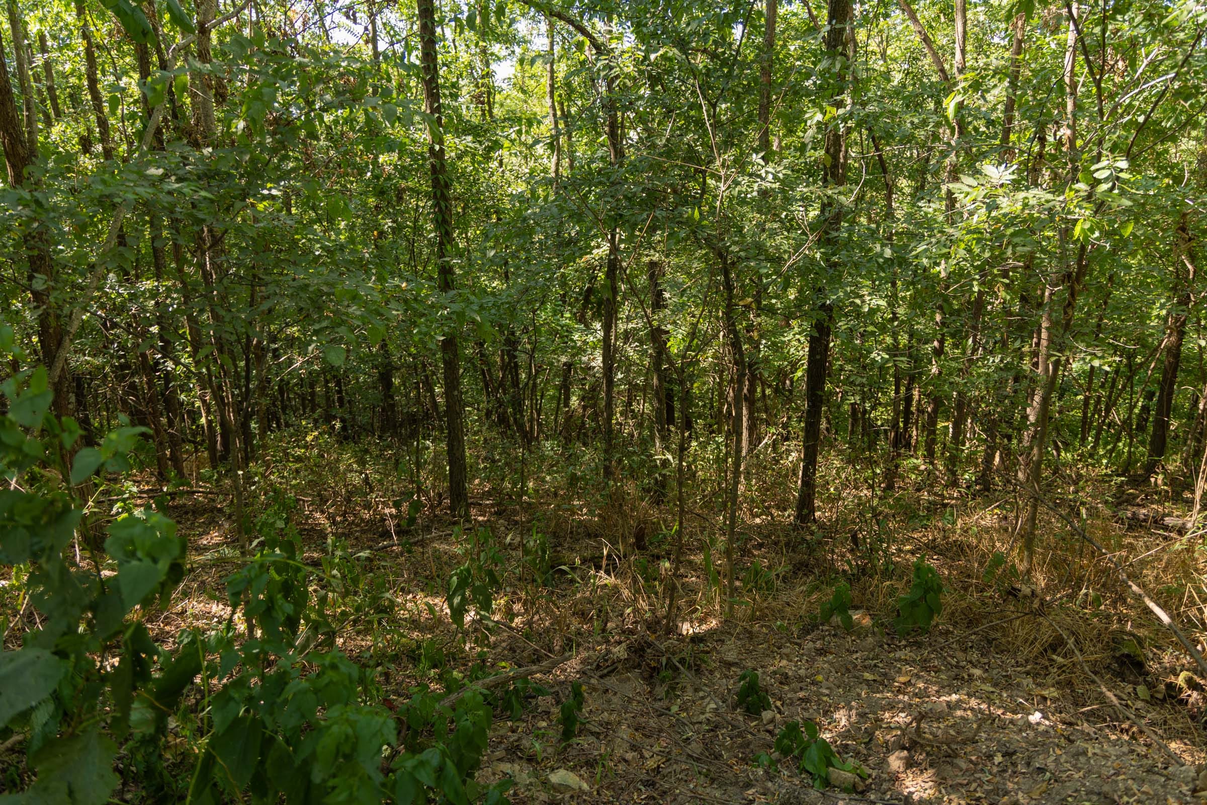 Big White Oak Tract 98 photo 20