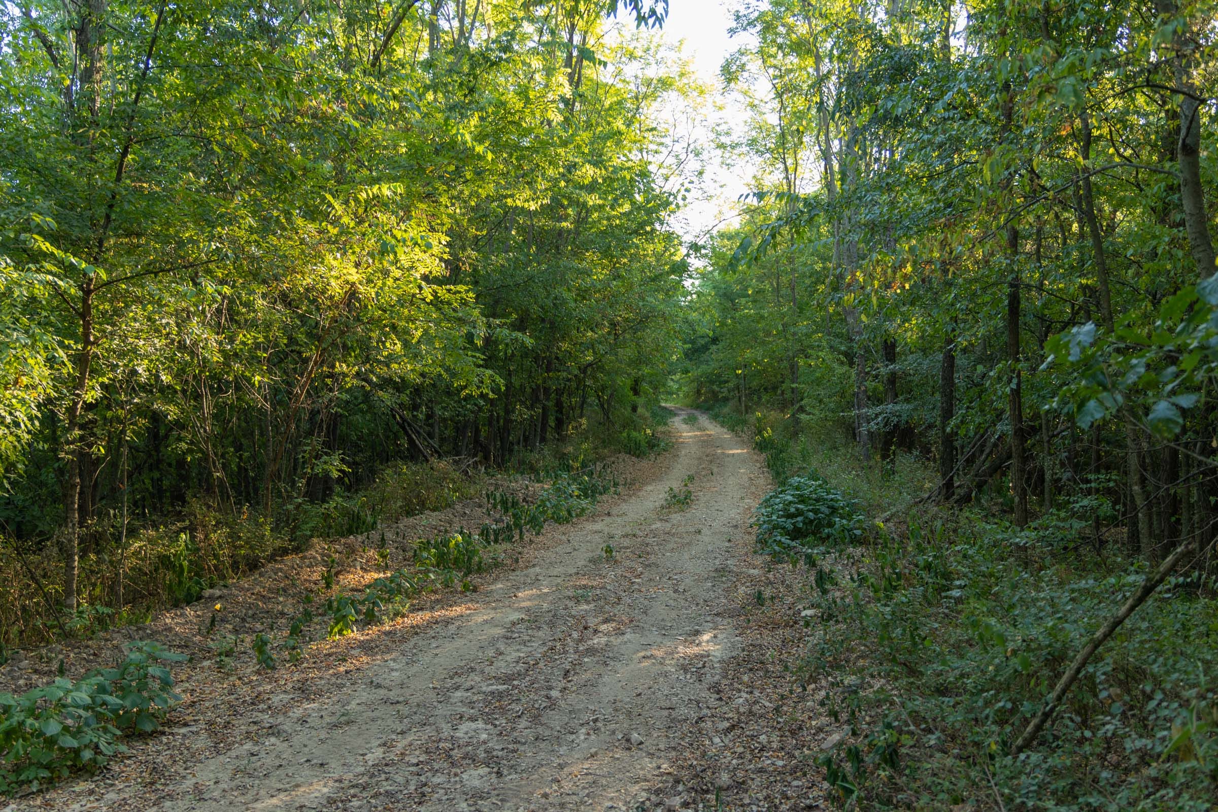 Big White Oak Tract 98 photo 1