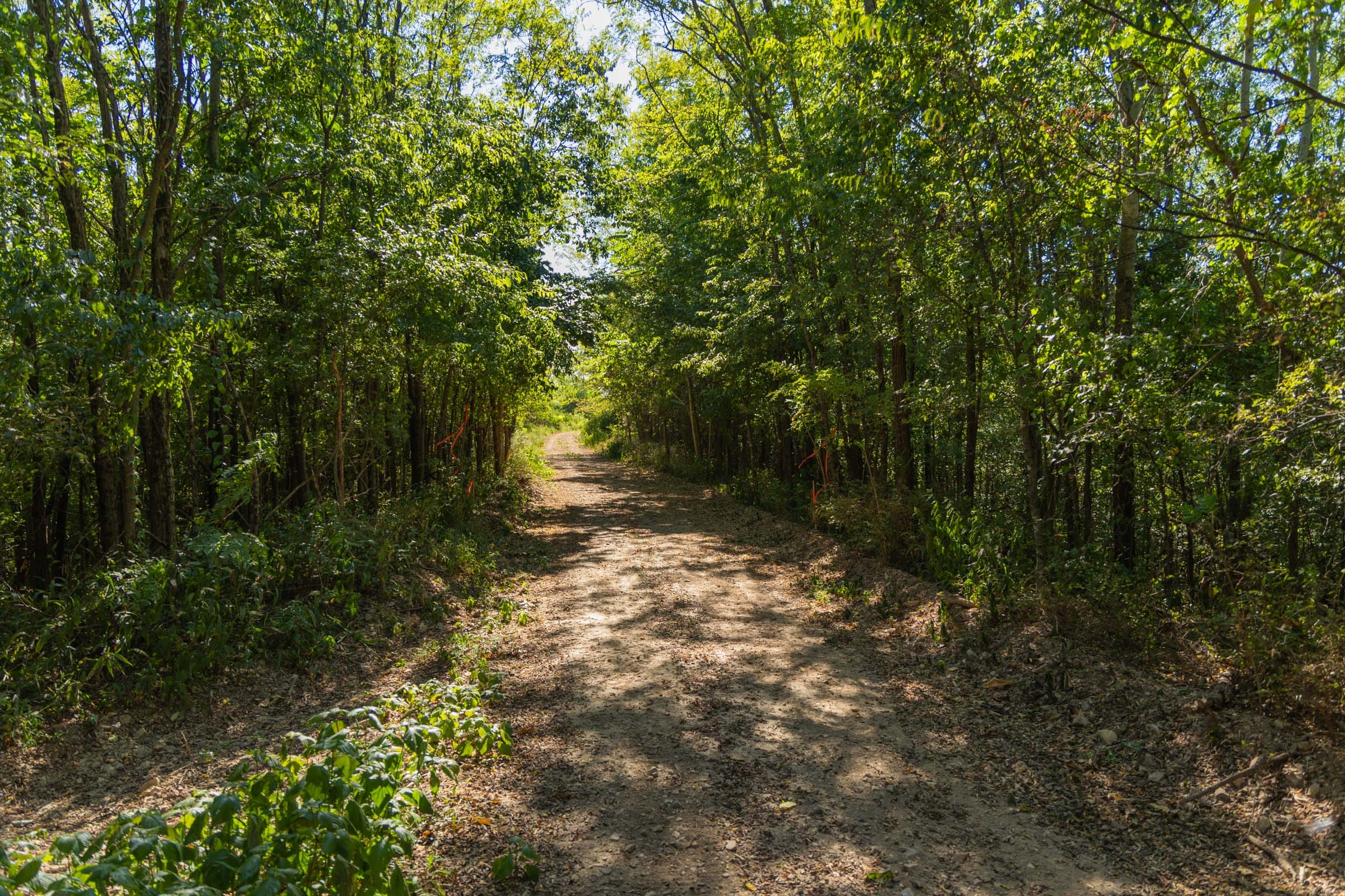 Big White Oak Tract 98 photo 19