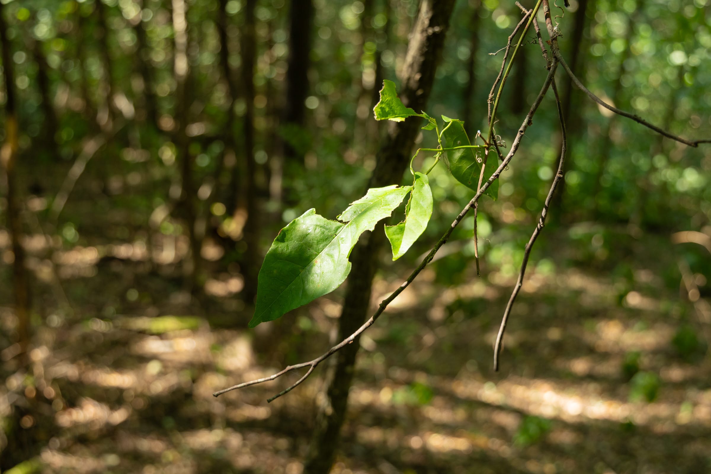 Big White Oak Tract 98 photo 17