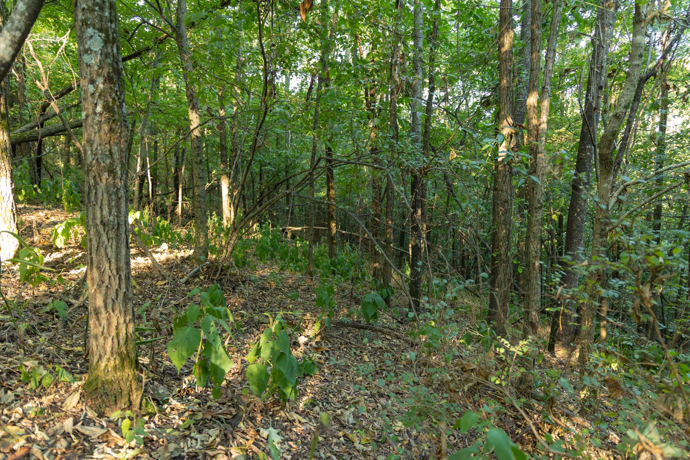 Big White Oak Tract 98 photo 16