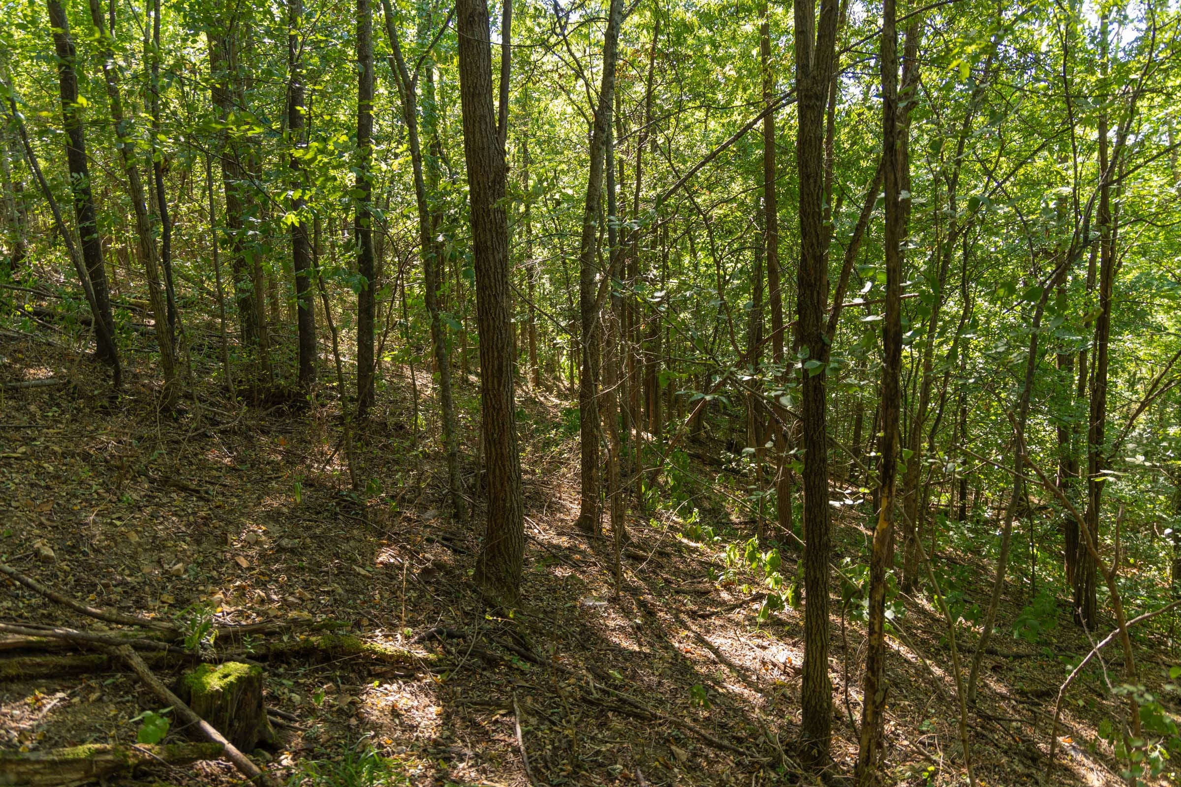 Big White Oak Tract 98 photo 15