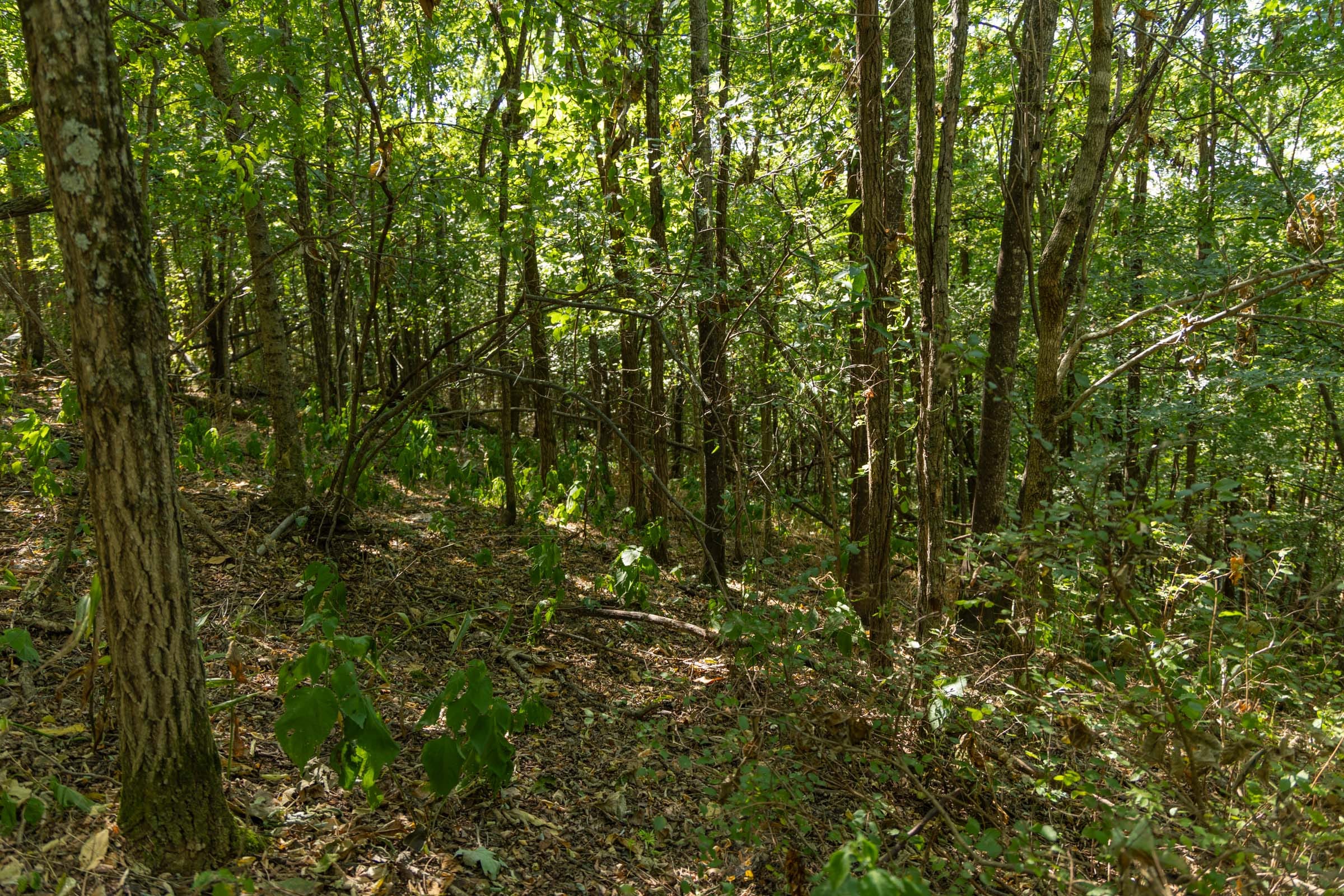 Big White Oak Tract 98 photo 13