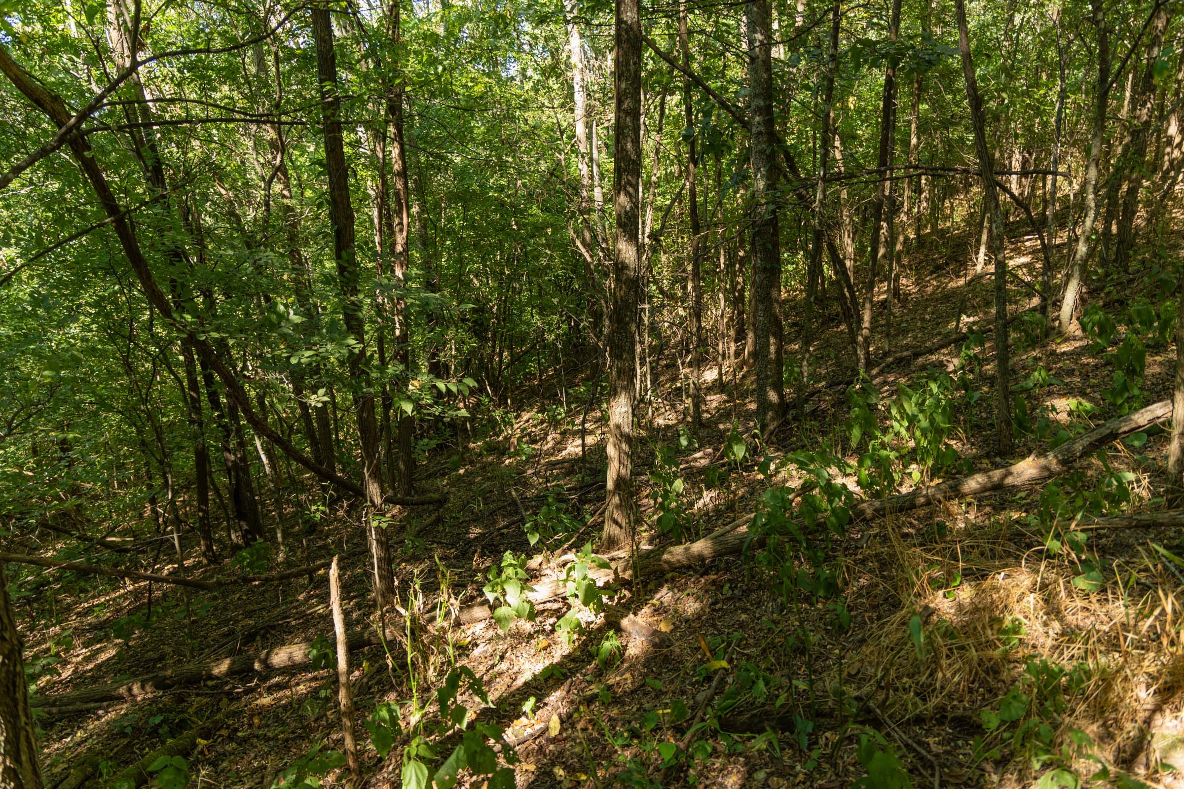 Big White Oak Tract 98 photo 12