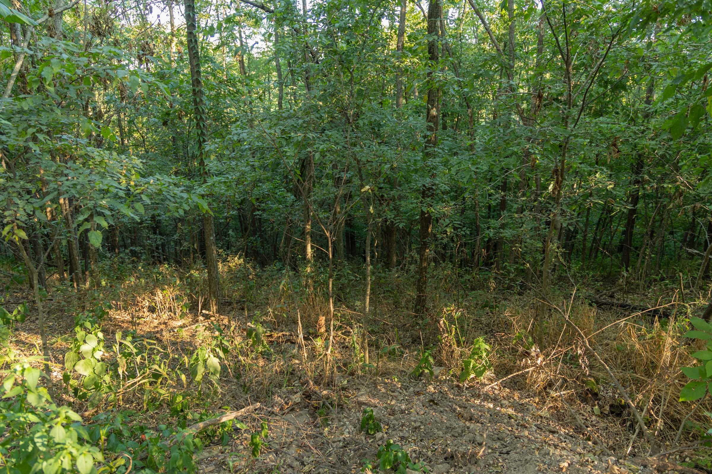 Big White Oak Tract 98 photo 11