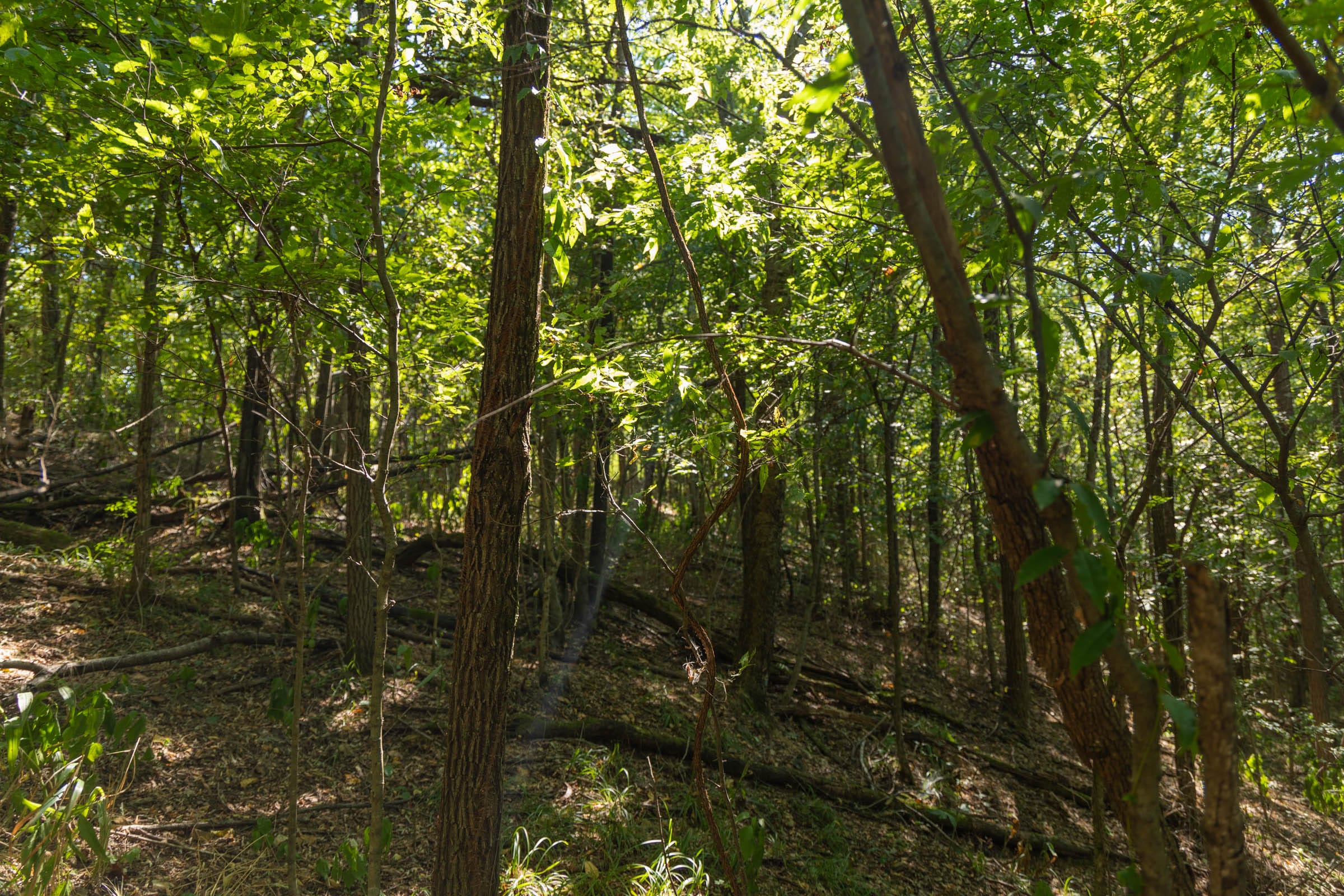 Big White Oak Tract 98 photo 10
