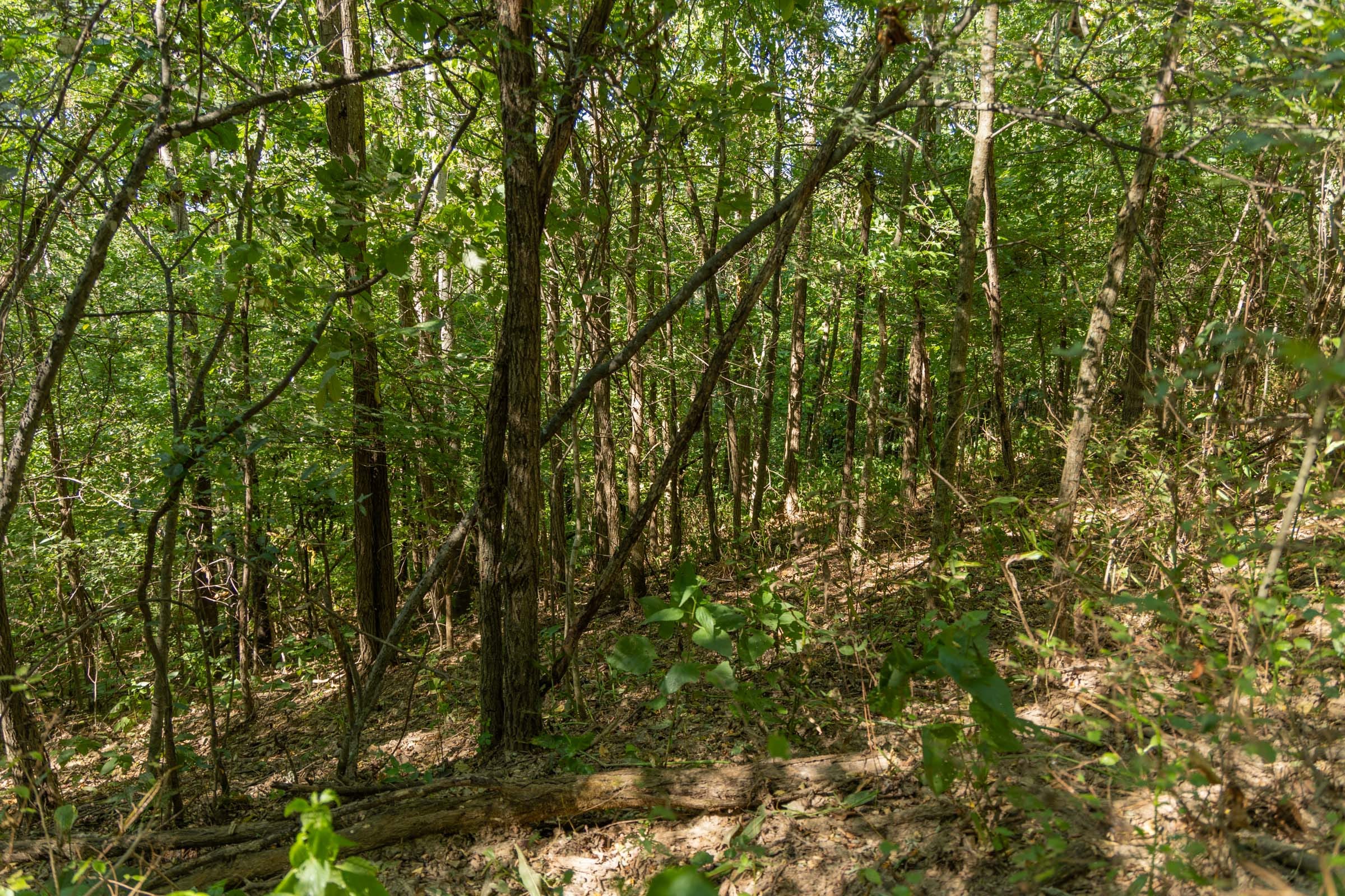 Big White Oak Tract 98 photo 9