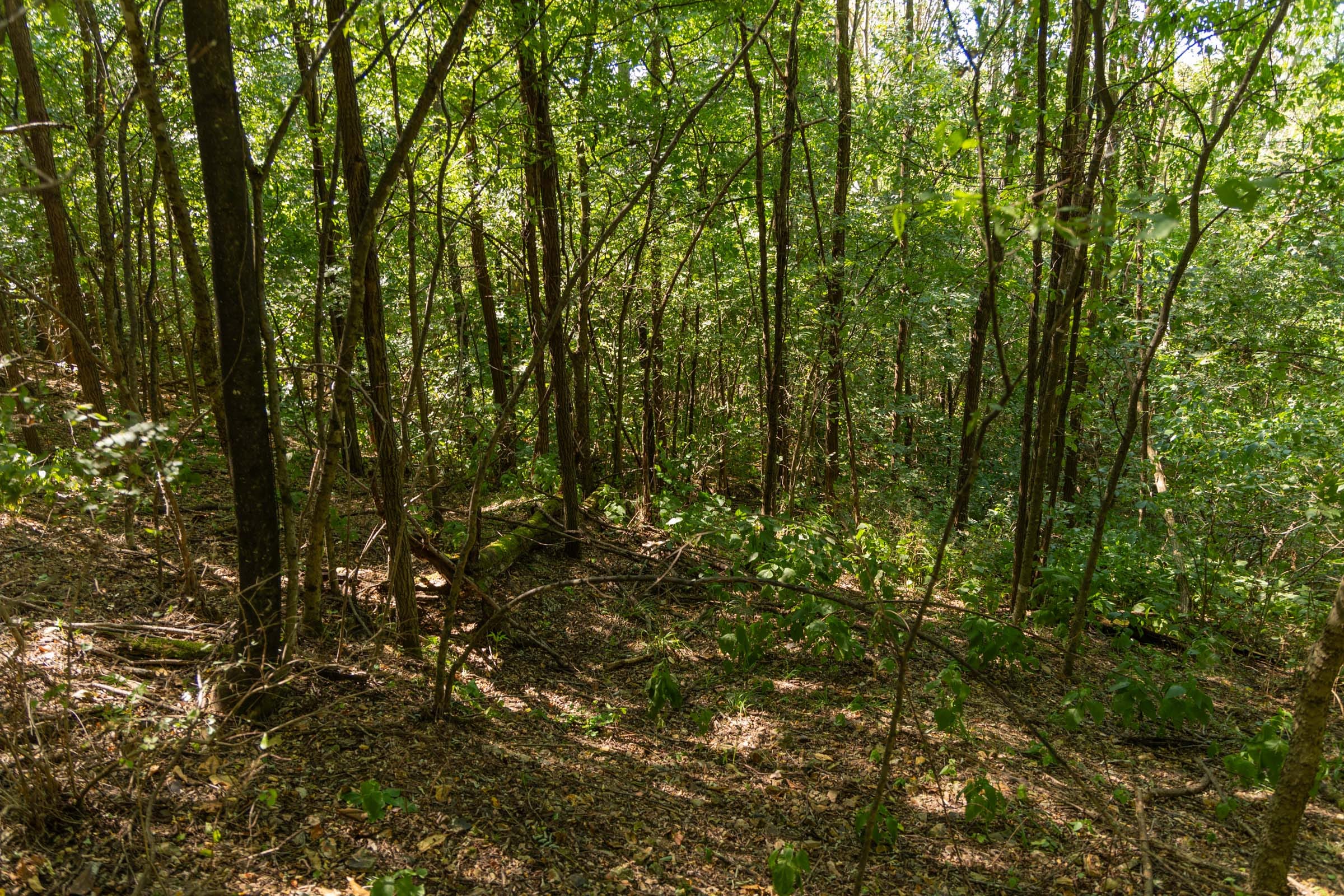 Big White Oak Tract 98 photo 7