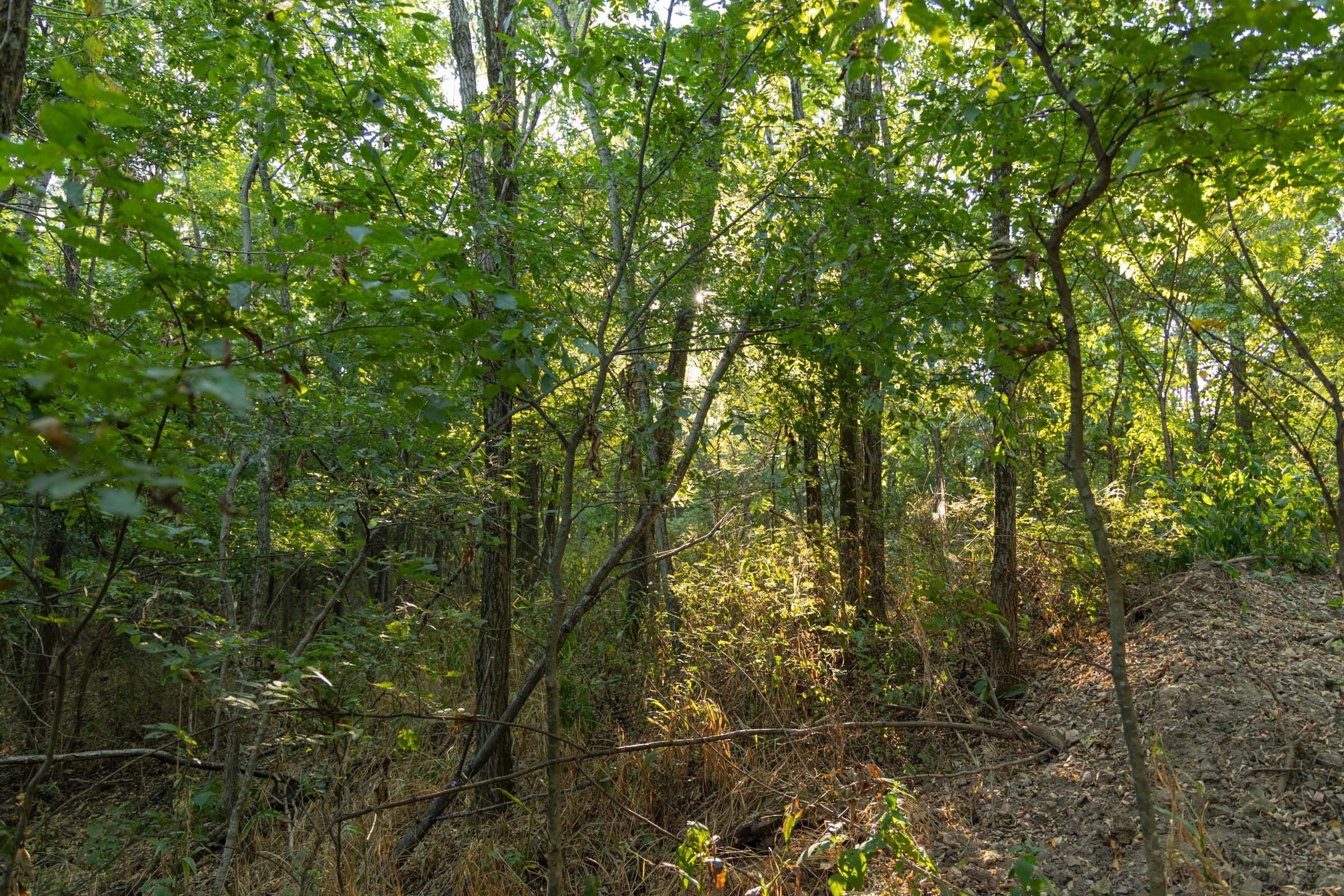 Big White Oak Tract 98 photo 6