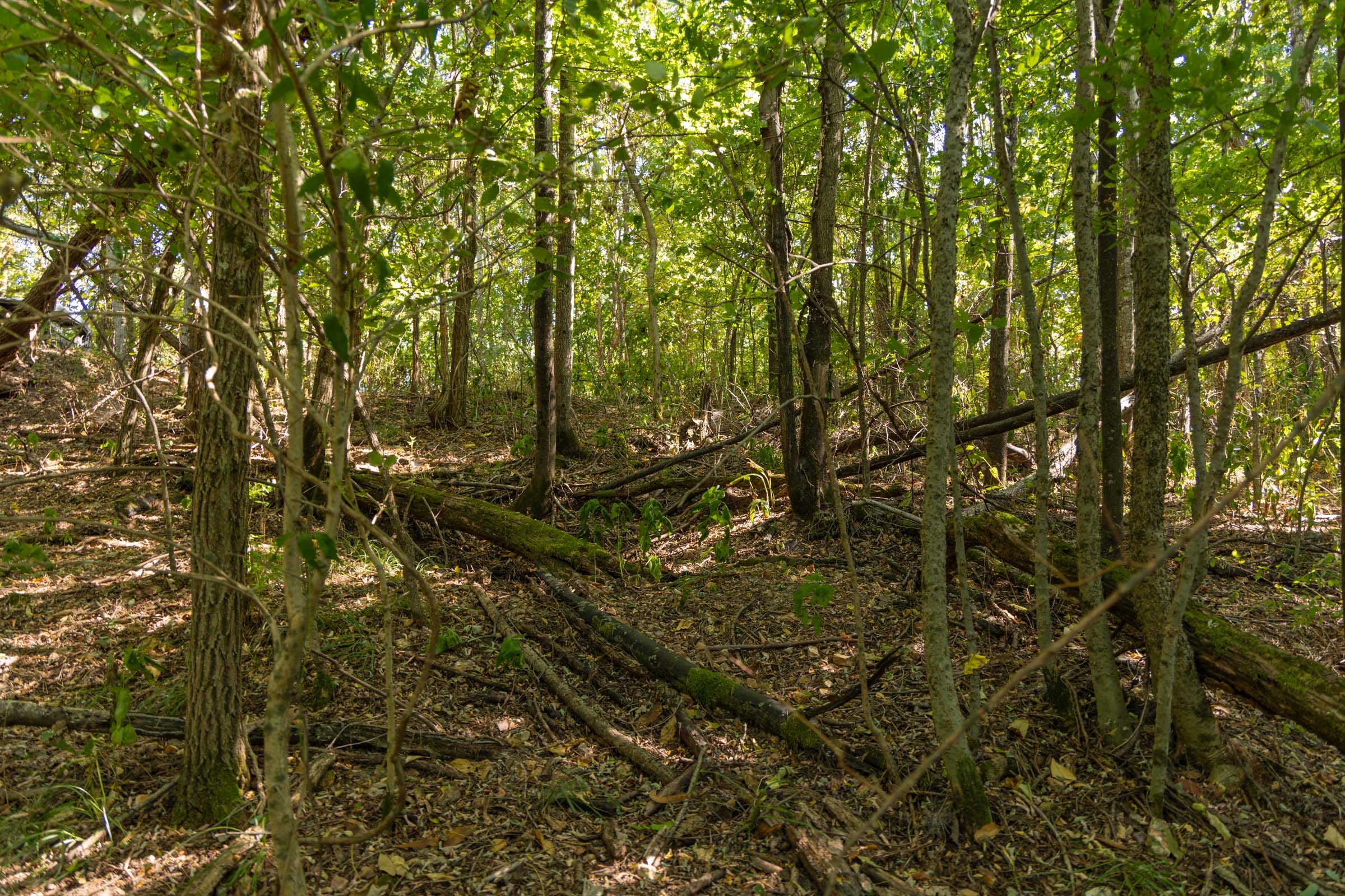 Big White Oak Tract 98 photo 5