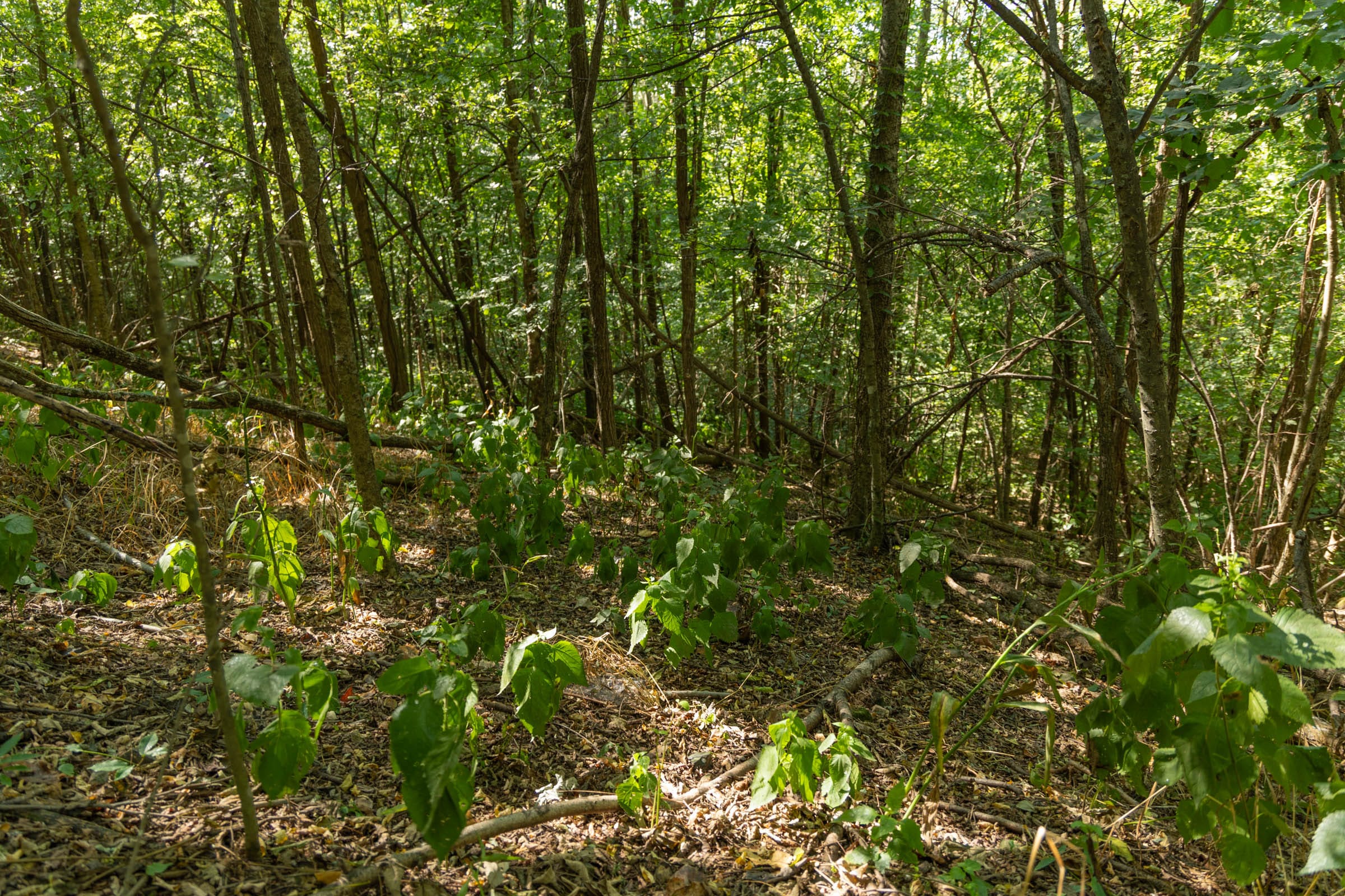 Big White Oak Tract 98 photo 4