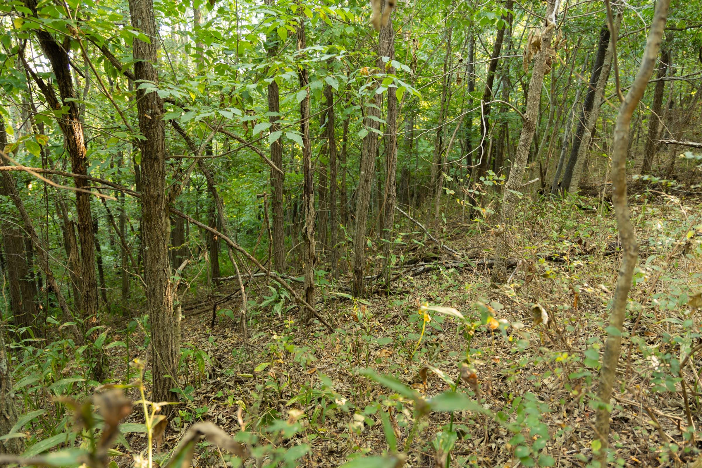 Big White Oak Tract 98 photo 2