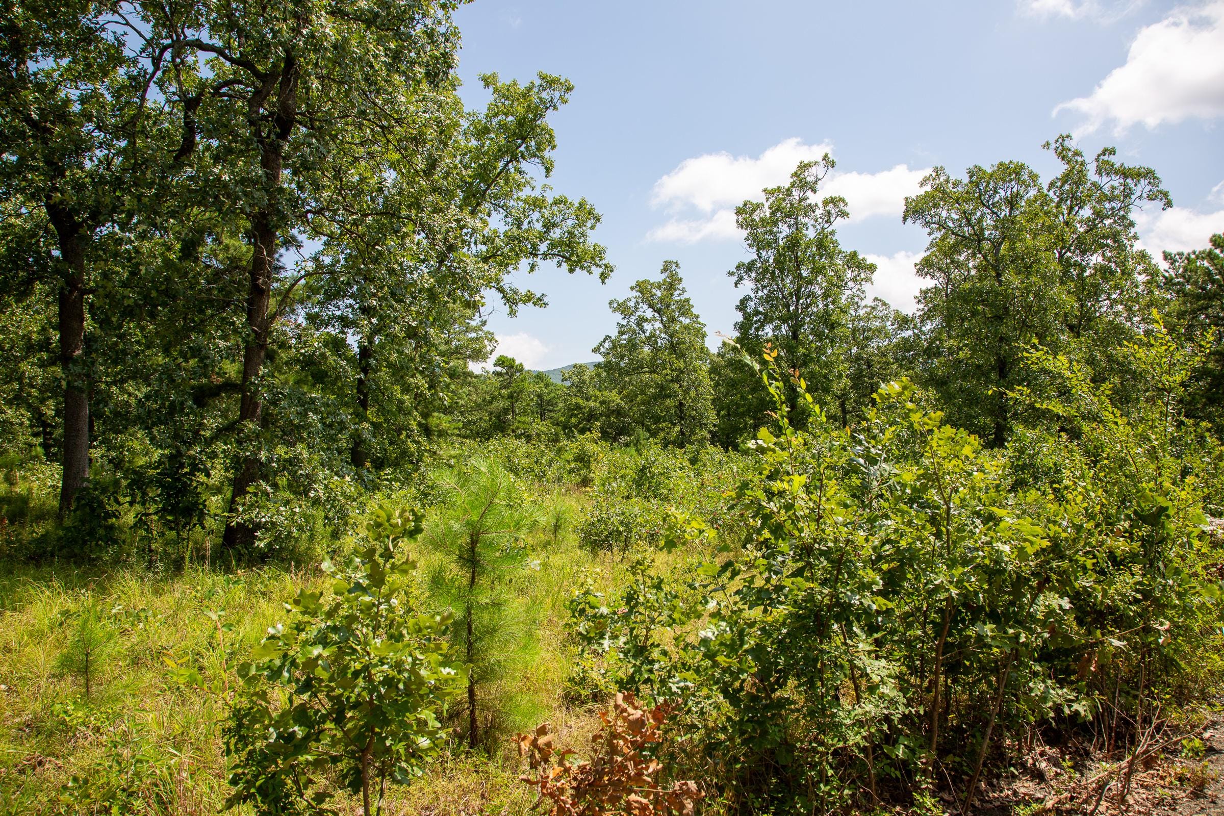 Tyler Stone Ranch Tract 41 photo 4