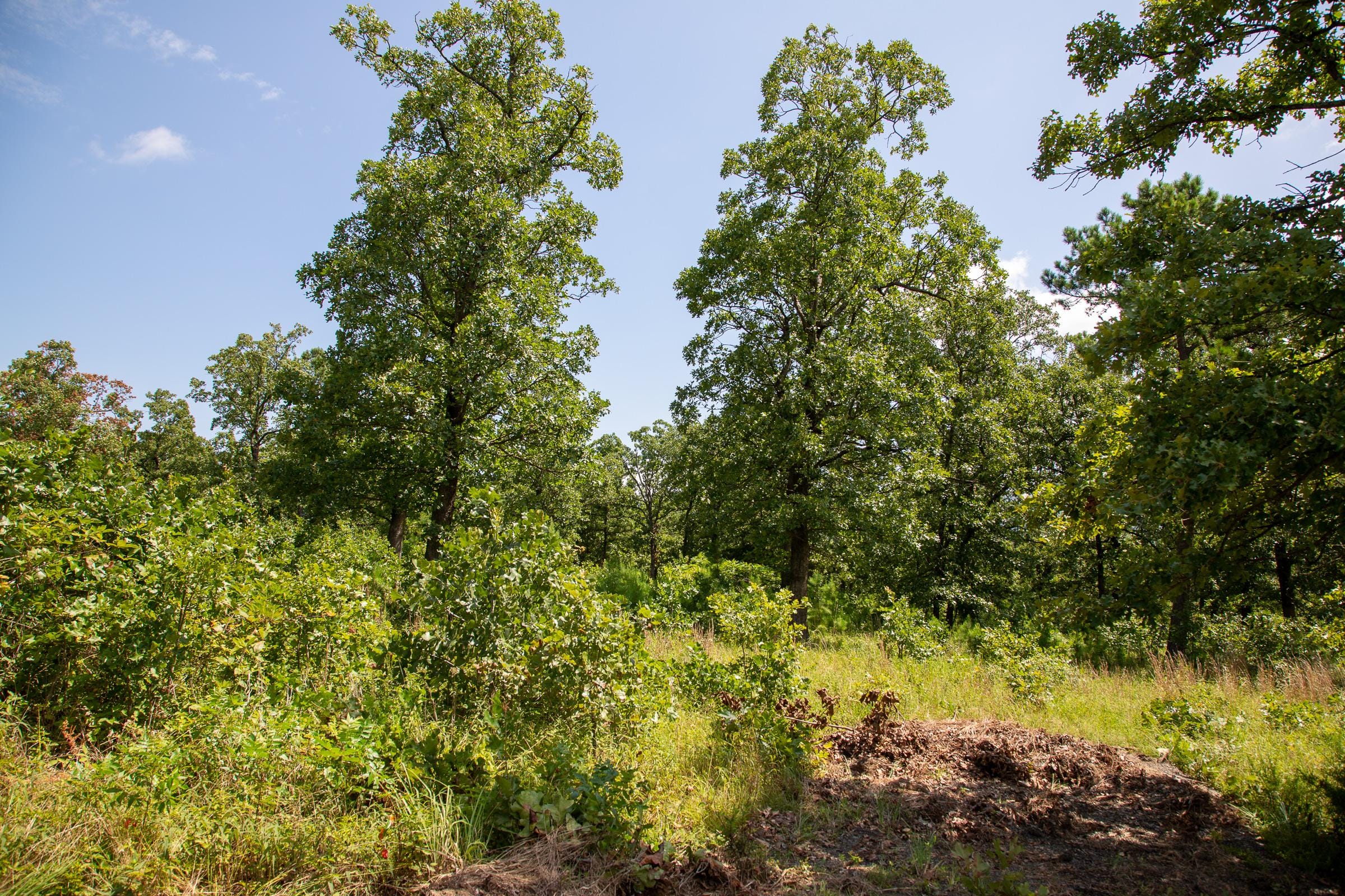 Tyler Stone Ranch Tract 41 photo 7