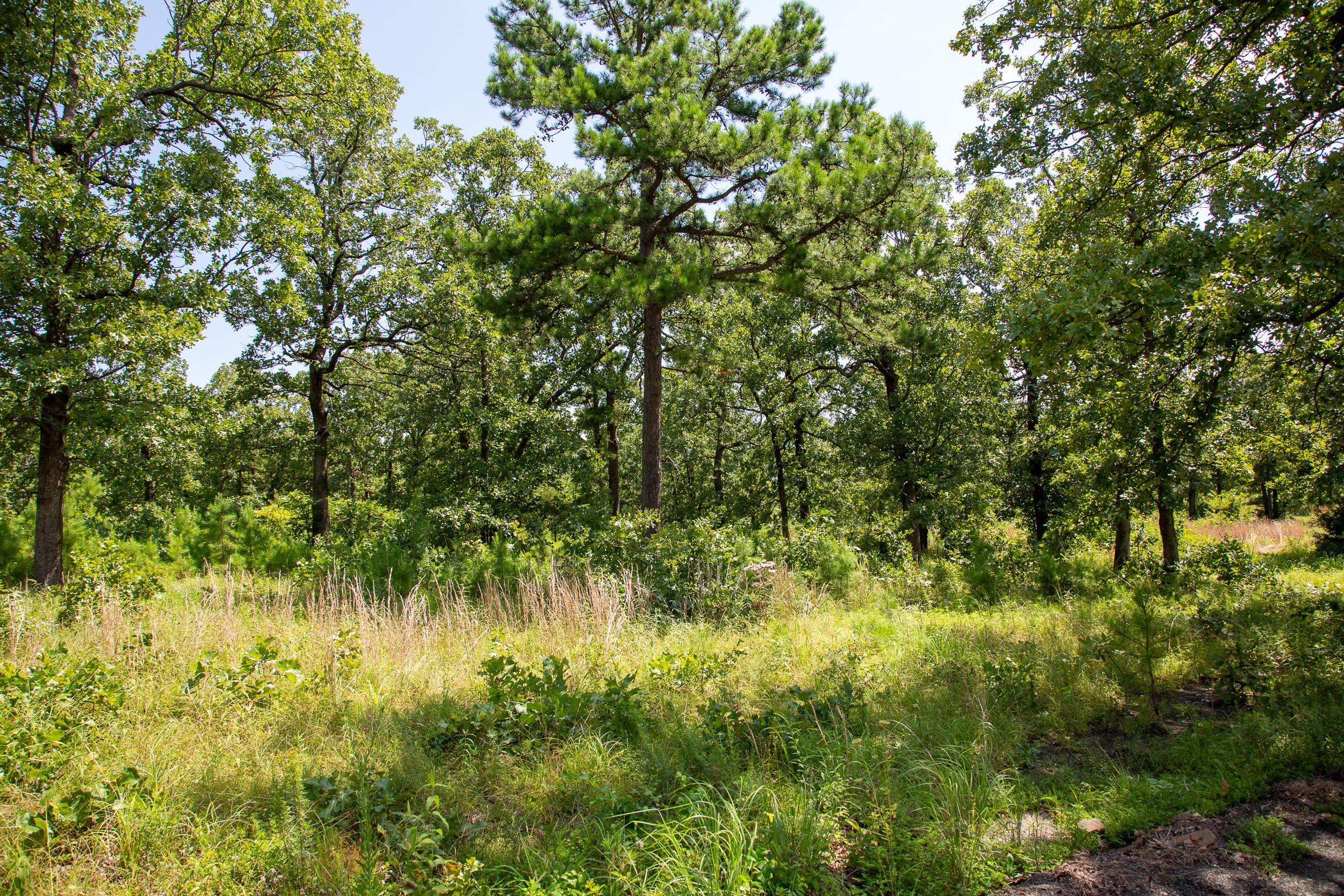 Tyler Stone Ranch Tract 41 photo 5