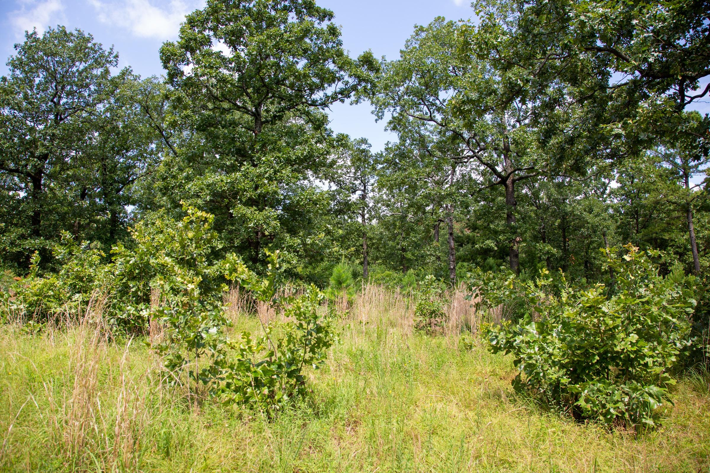 Tyler Stone Ranch Tract 41 photo 9