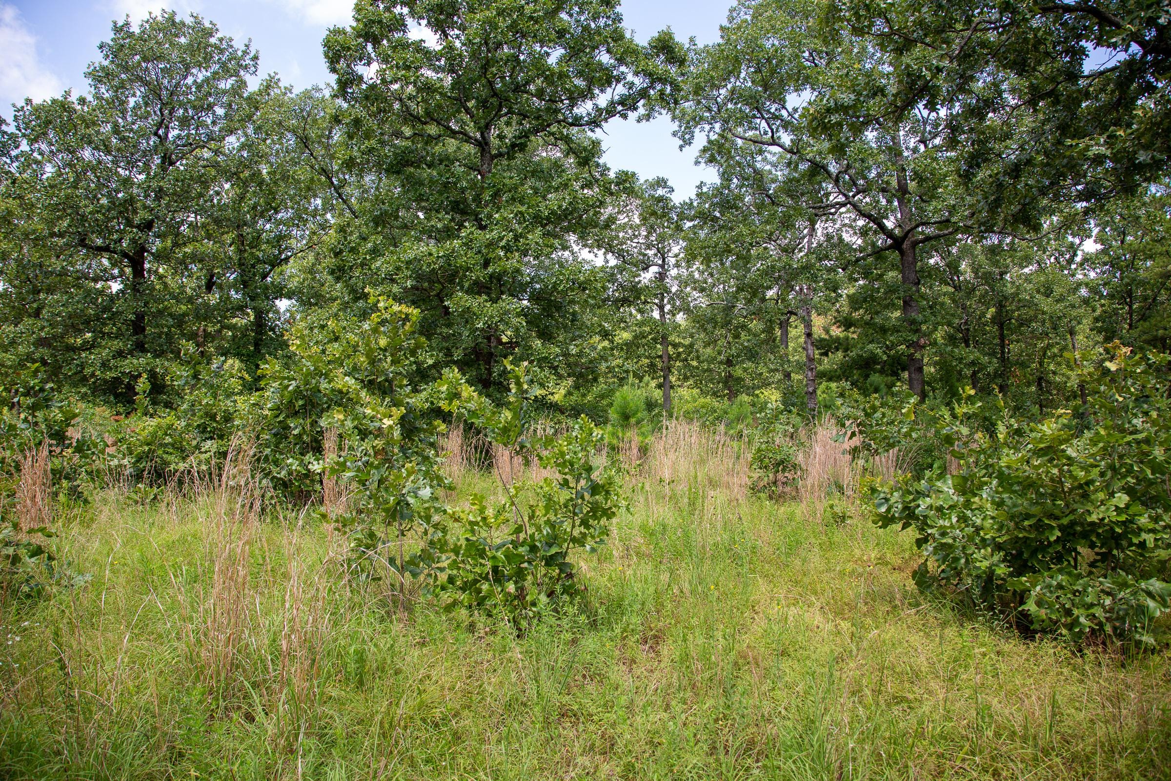 Tyler Stone Ranch Tract 41 photo 12