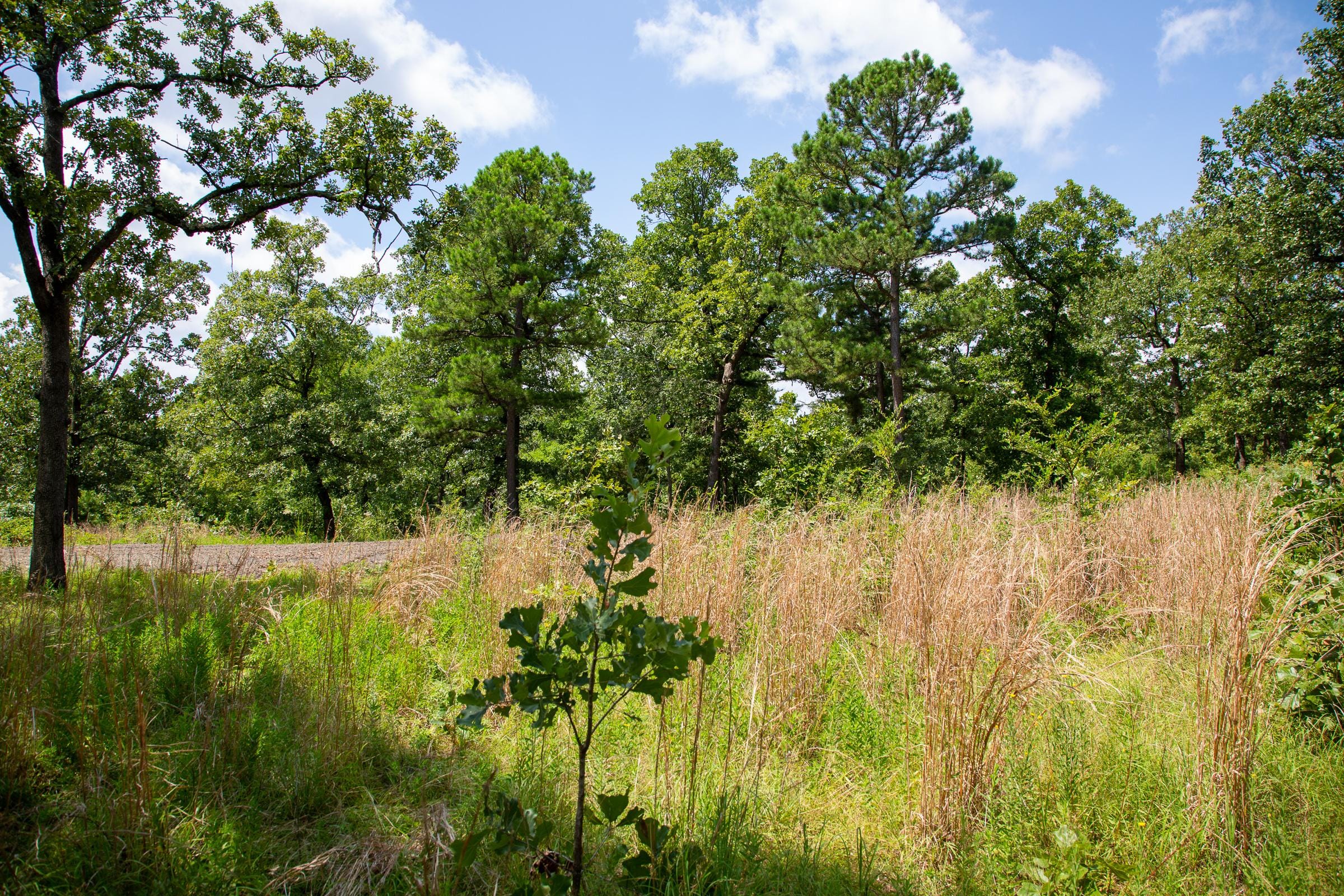 Tyler Stone Ranch Tract 41 photo 1
