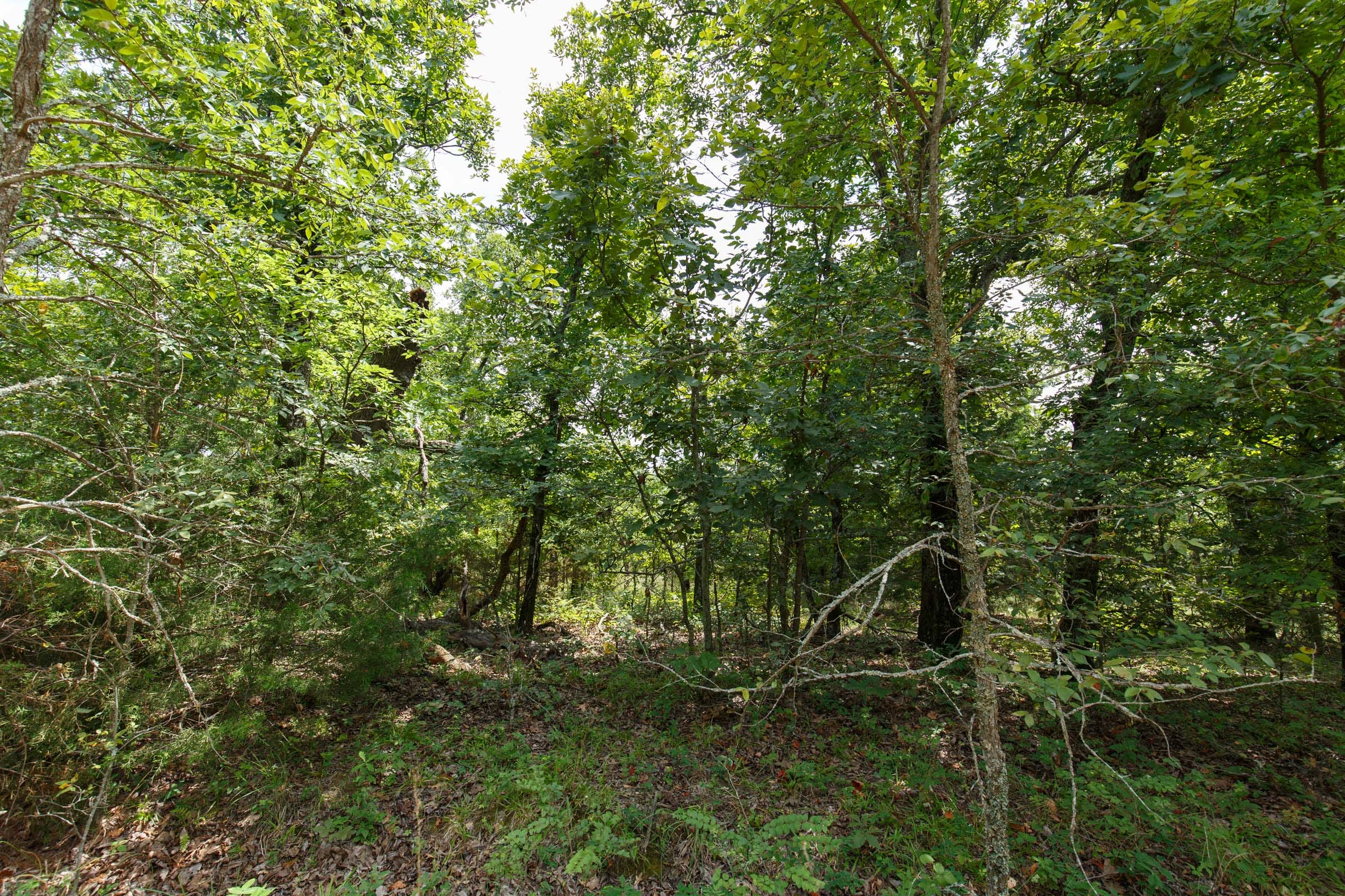 Timber Ridge Tract 26 photo 2