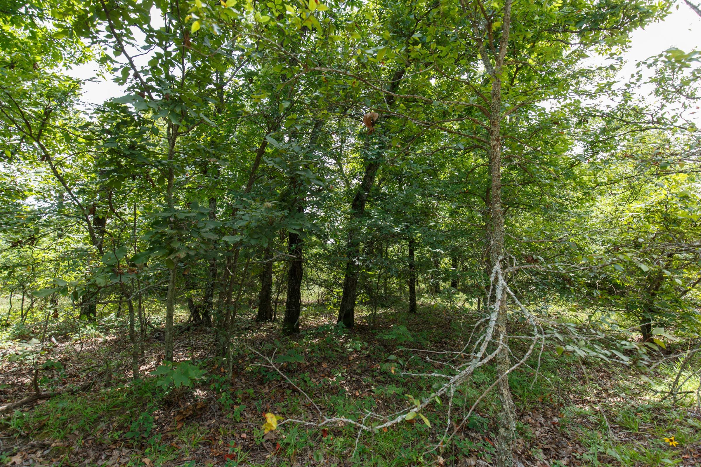 Timber Ridge Tract 26 photo 4