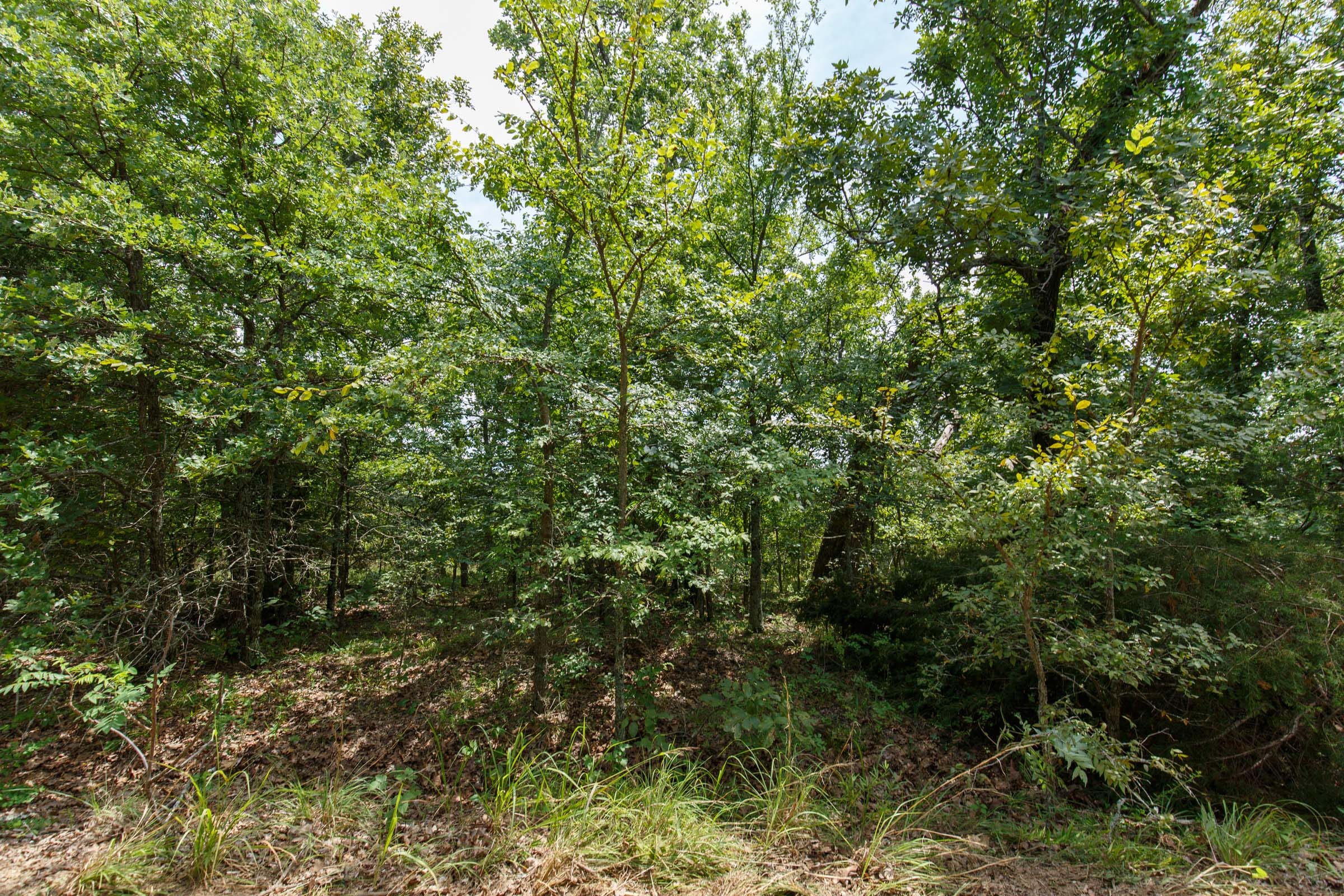 Timber Ridge Tract 26 photo 3
