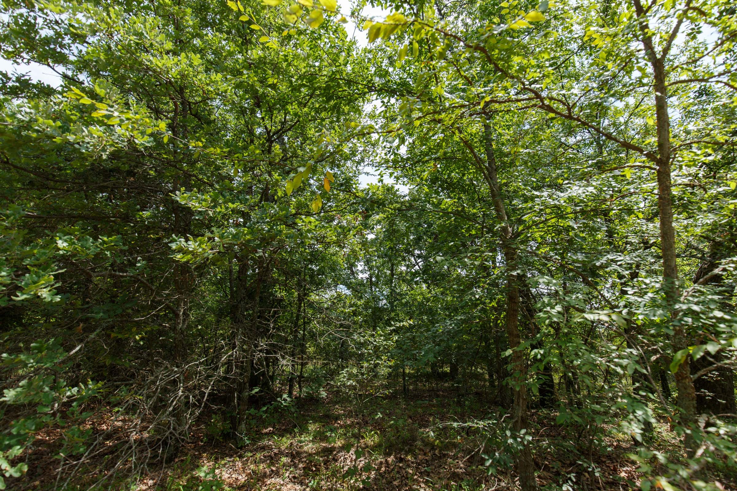 Timber Ridge Tract 26 photo 5