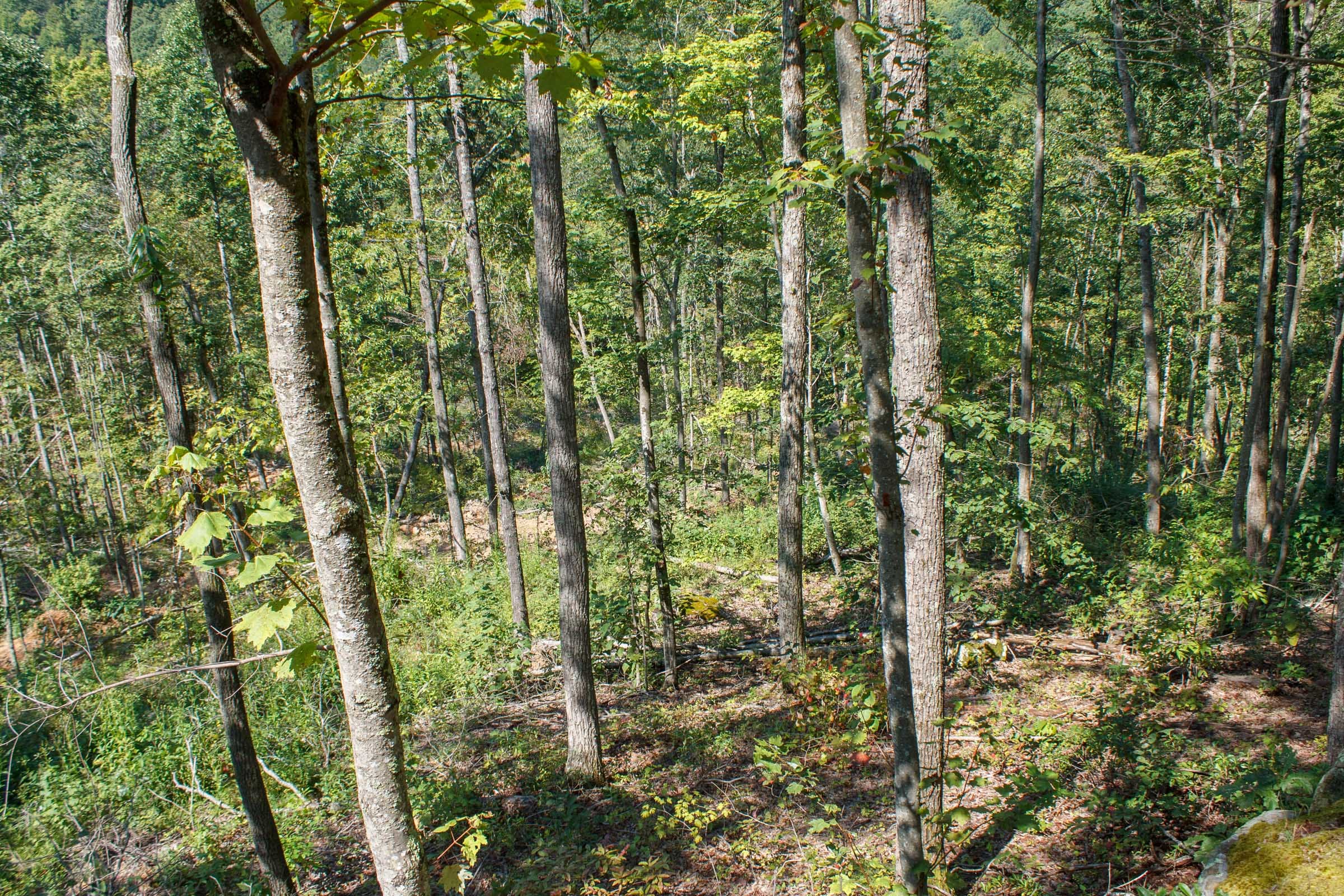 Wounded Oak Tract 2 photo 2