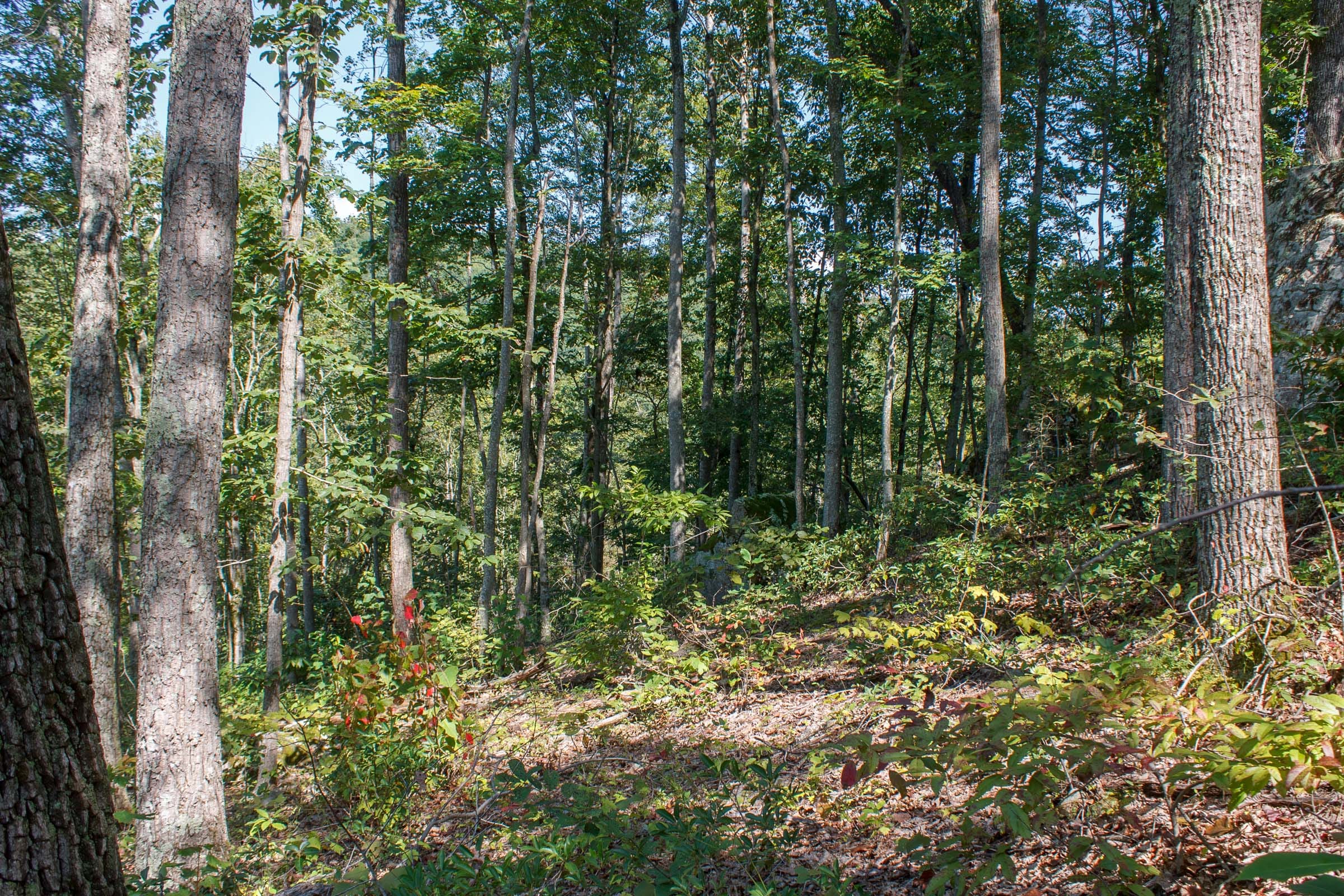 Wounded Oak Tract 2 photo 4