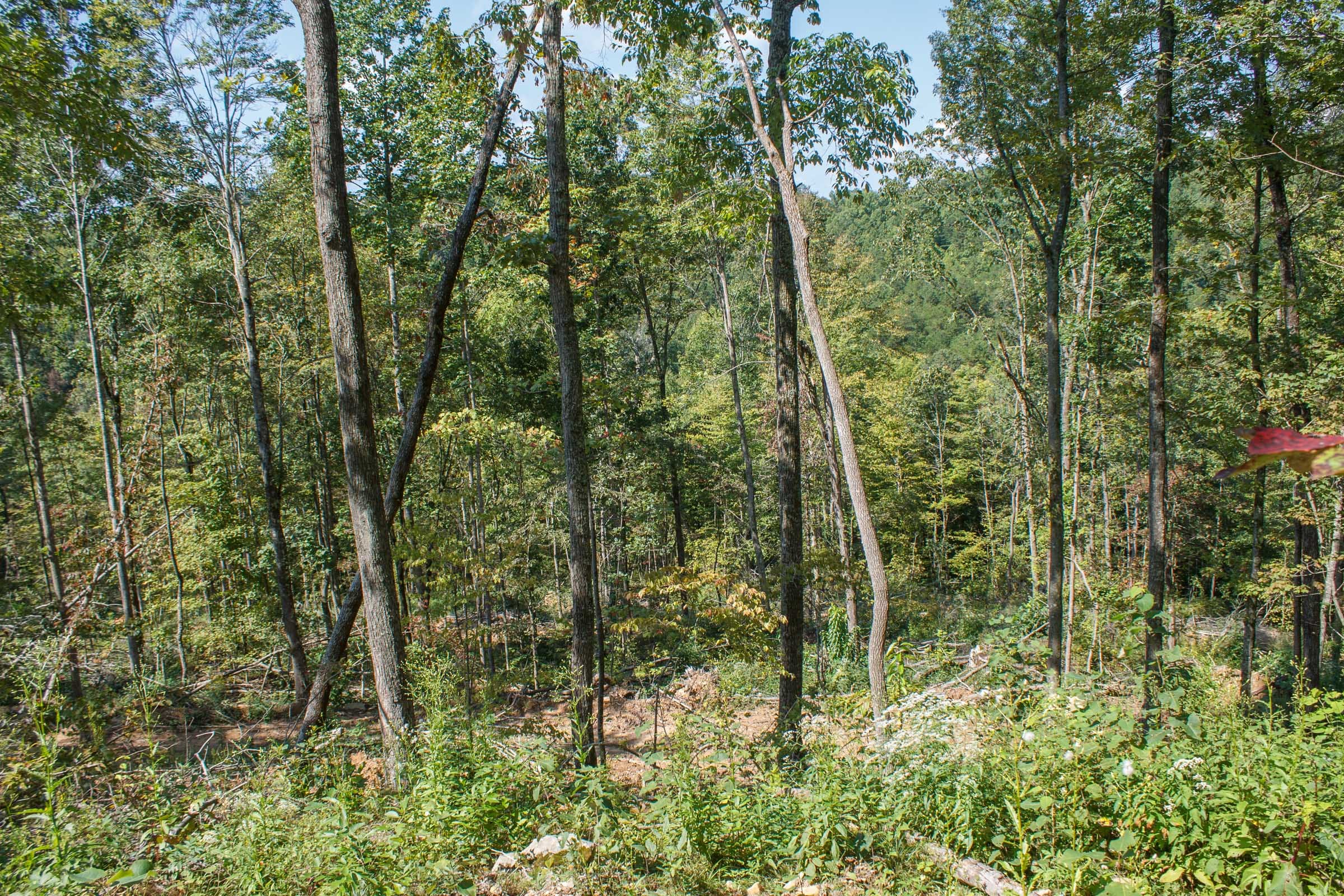 Wounded Oak Tract 2 photo 7