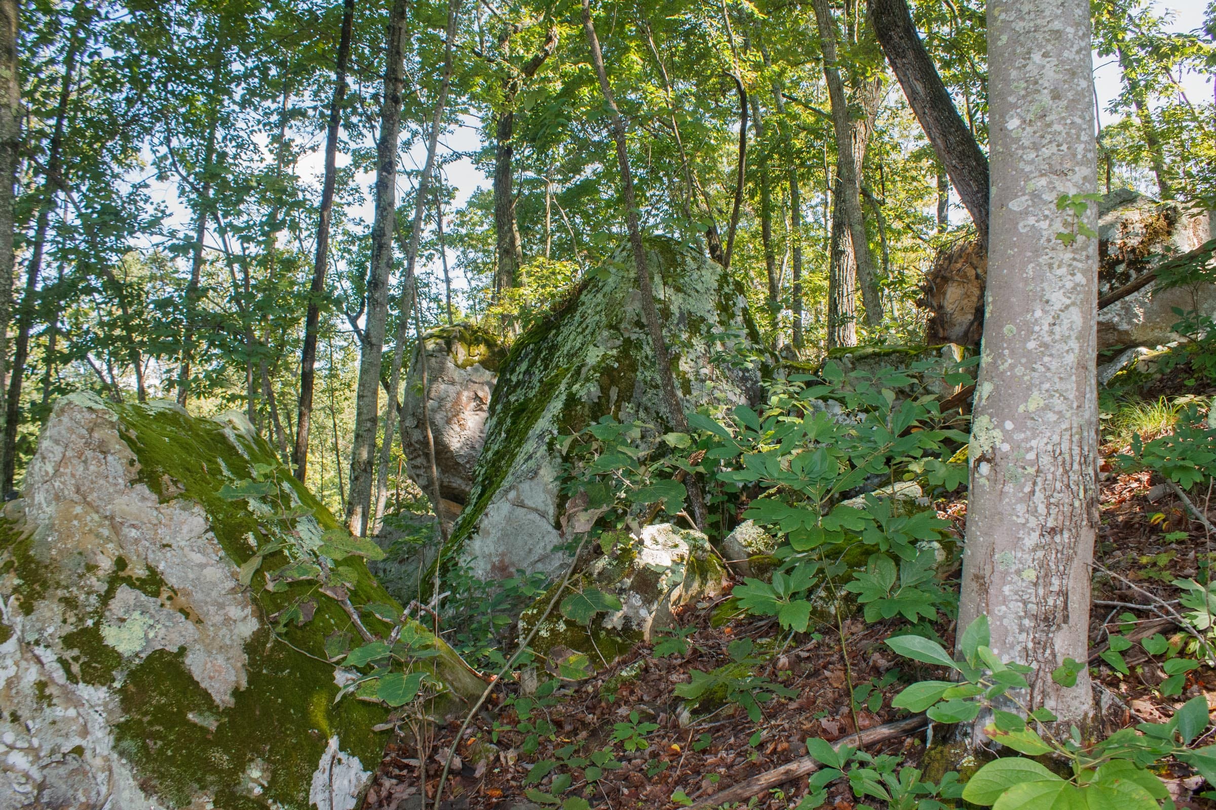 Wounded Oak Tract 2 photo 8