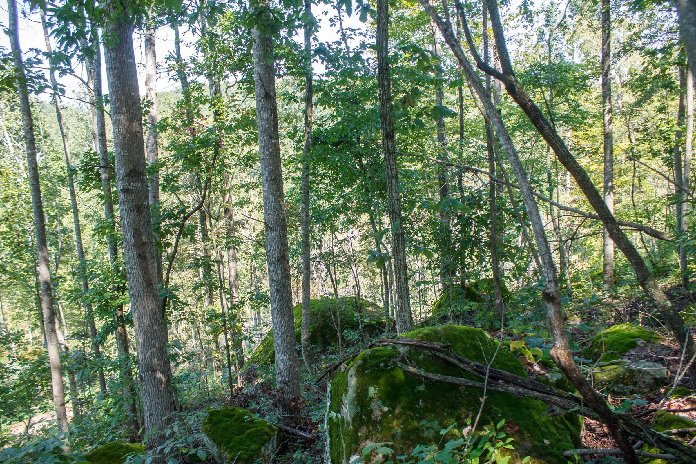 Wounded Oak Tract 2 photo 9