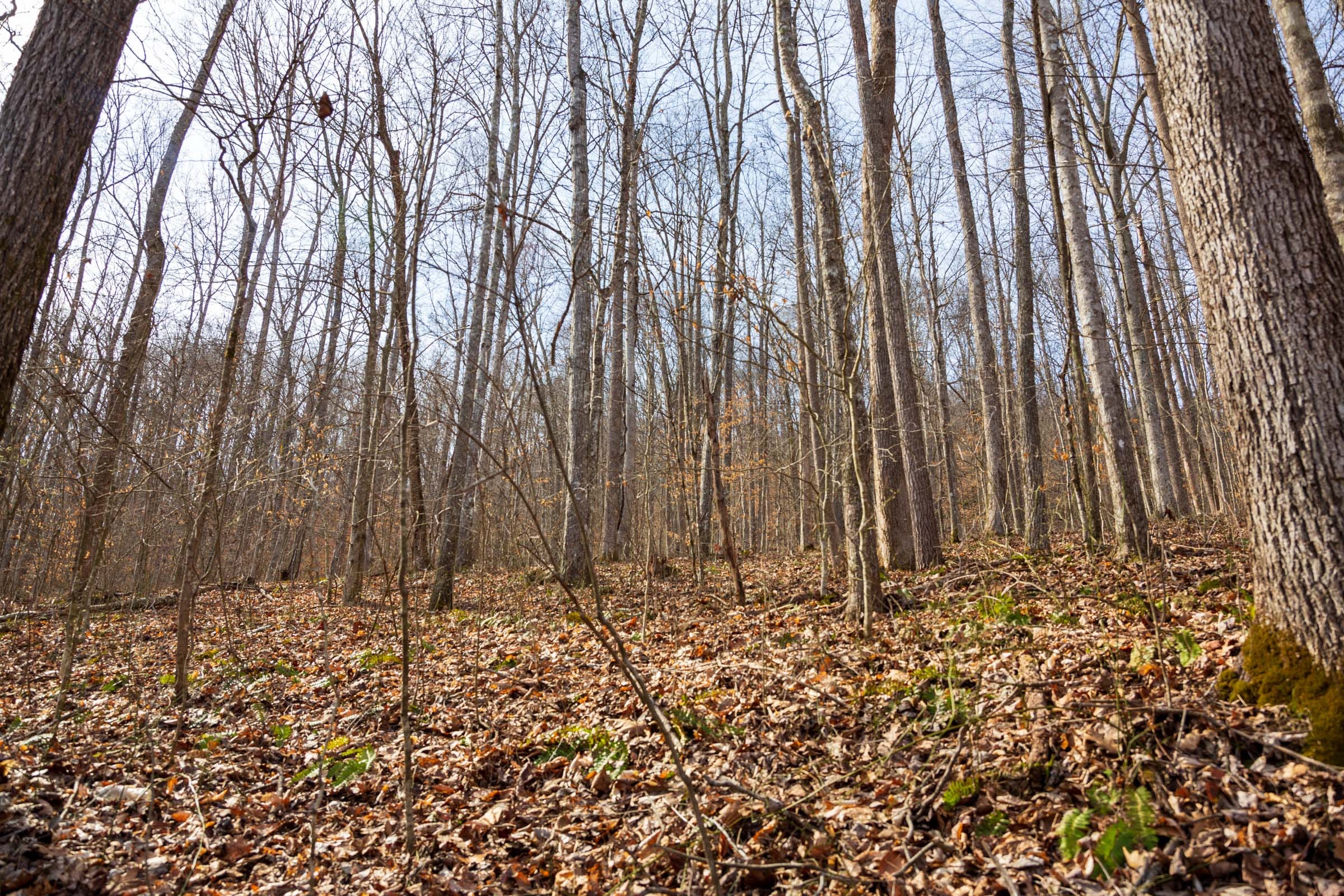 Blackstone Mountain Phase II Tract 67 photo 6