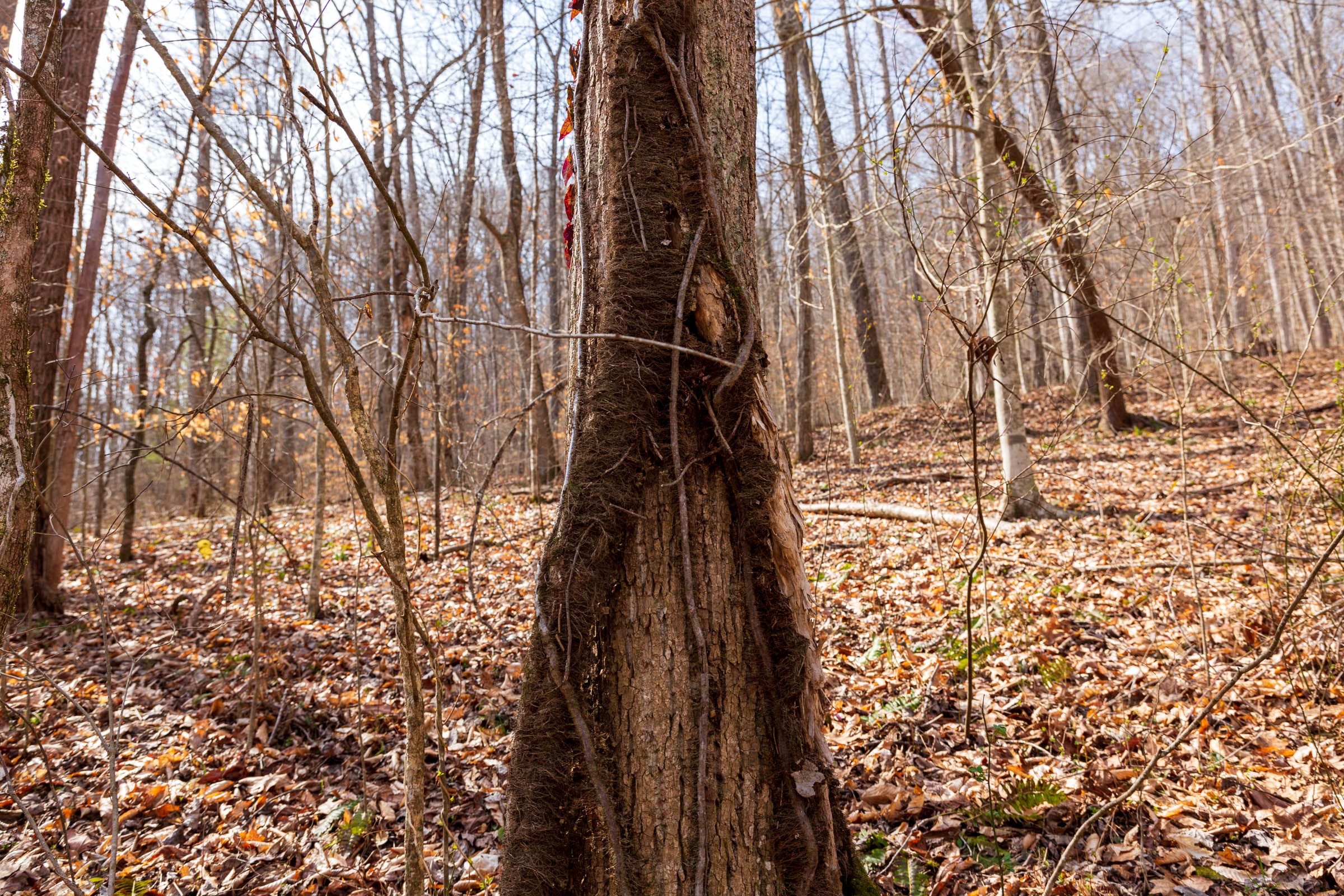 Blackstone Mountain Phase II Tract 67 photo 10