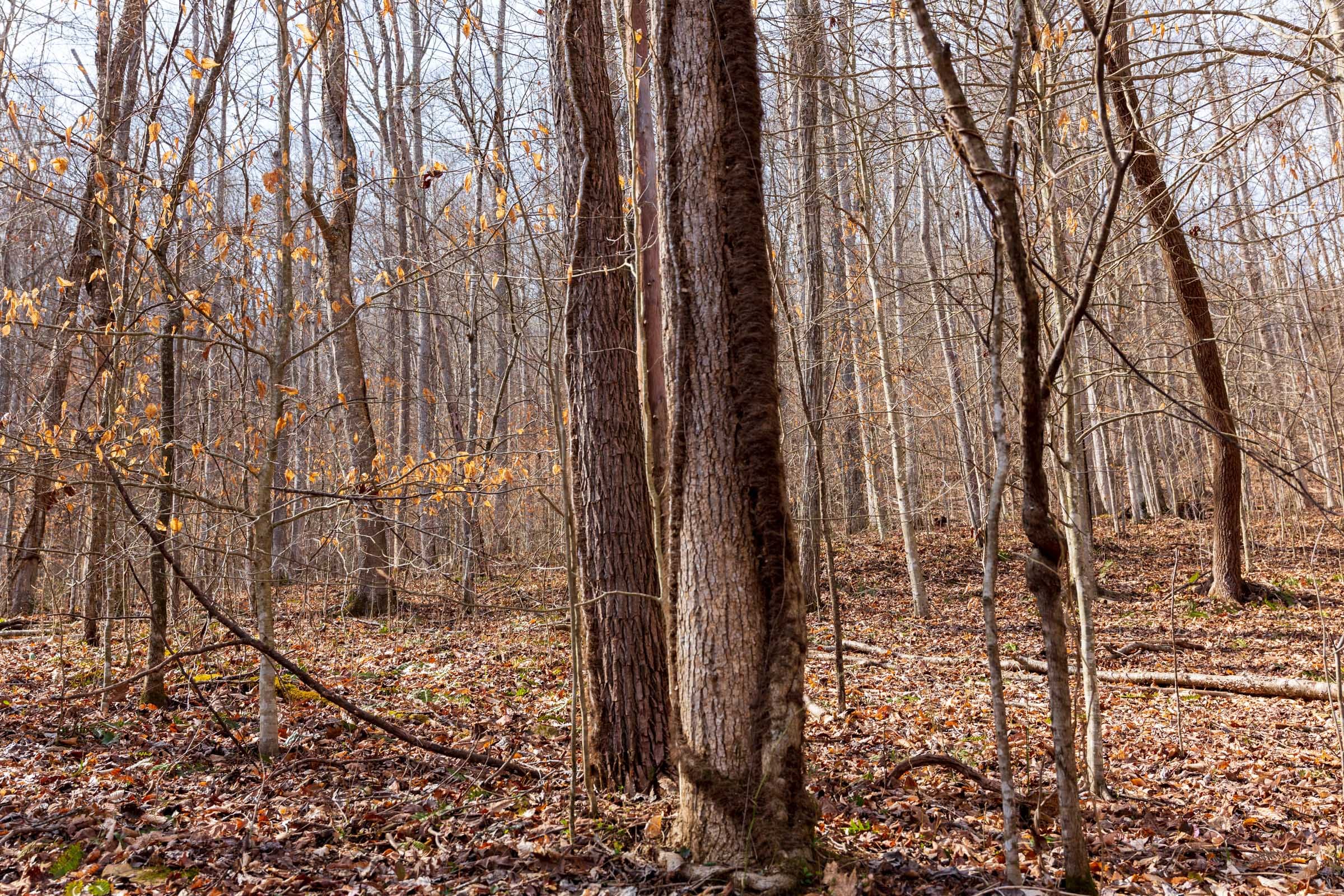 Blackstone Mountain Phase II Tract 67 photo 12