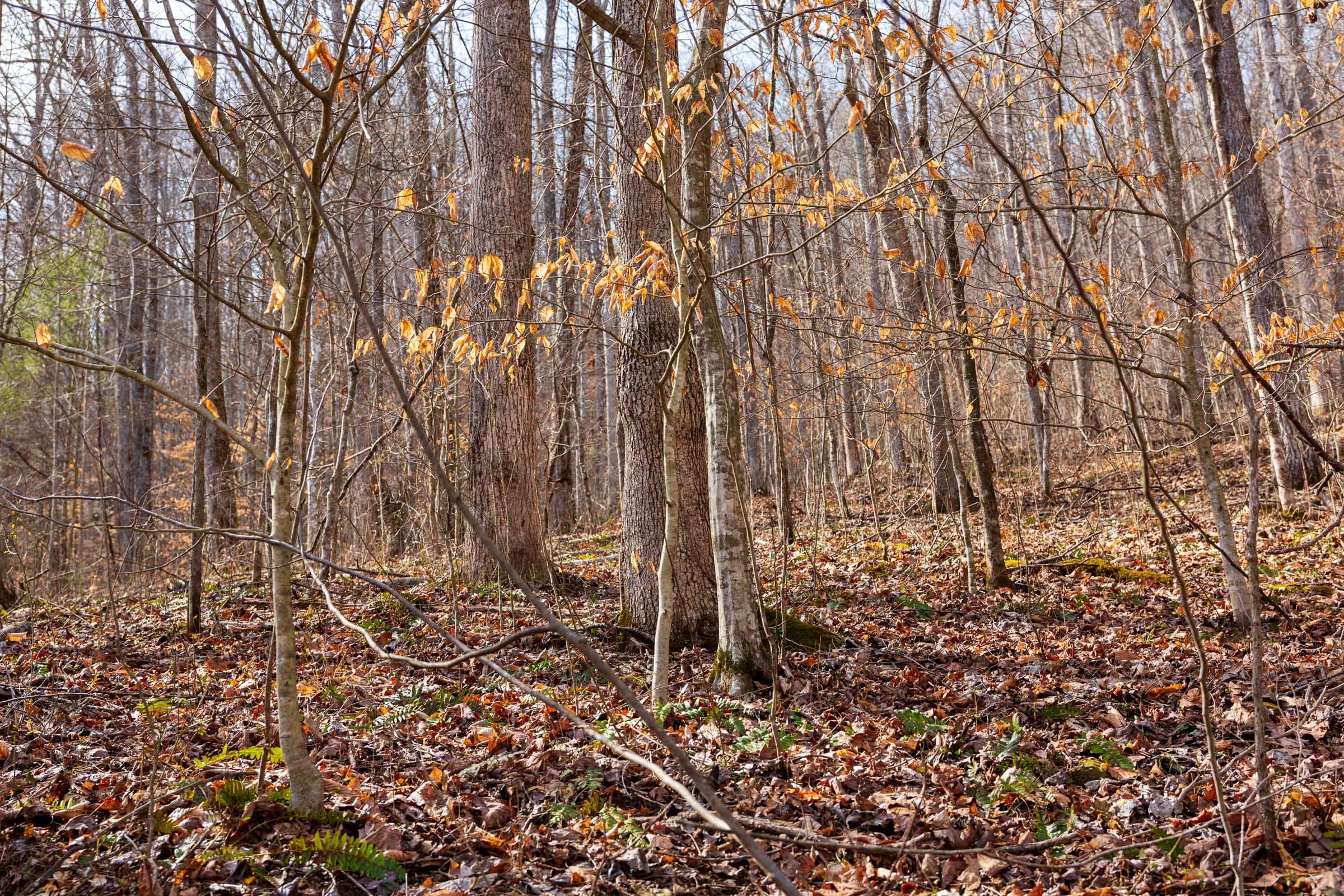 Blackstone Mountain Phase II Tract 67 photo 13