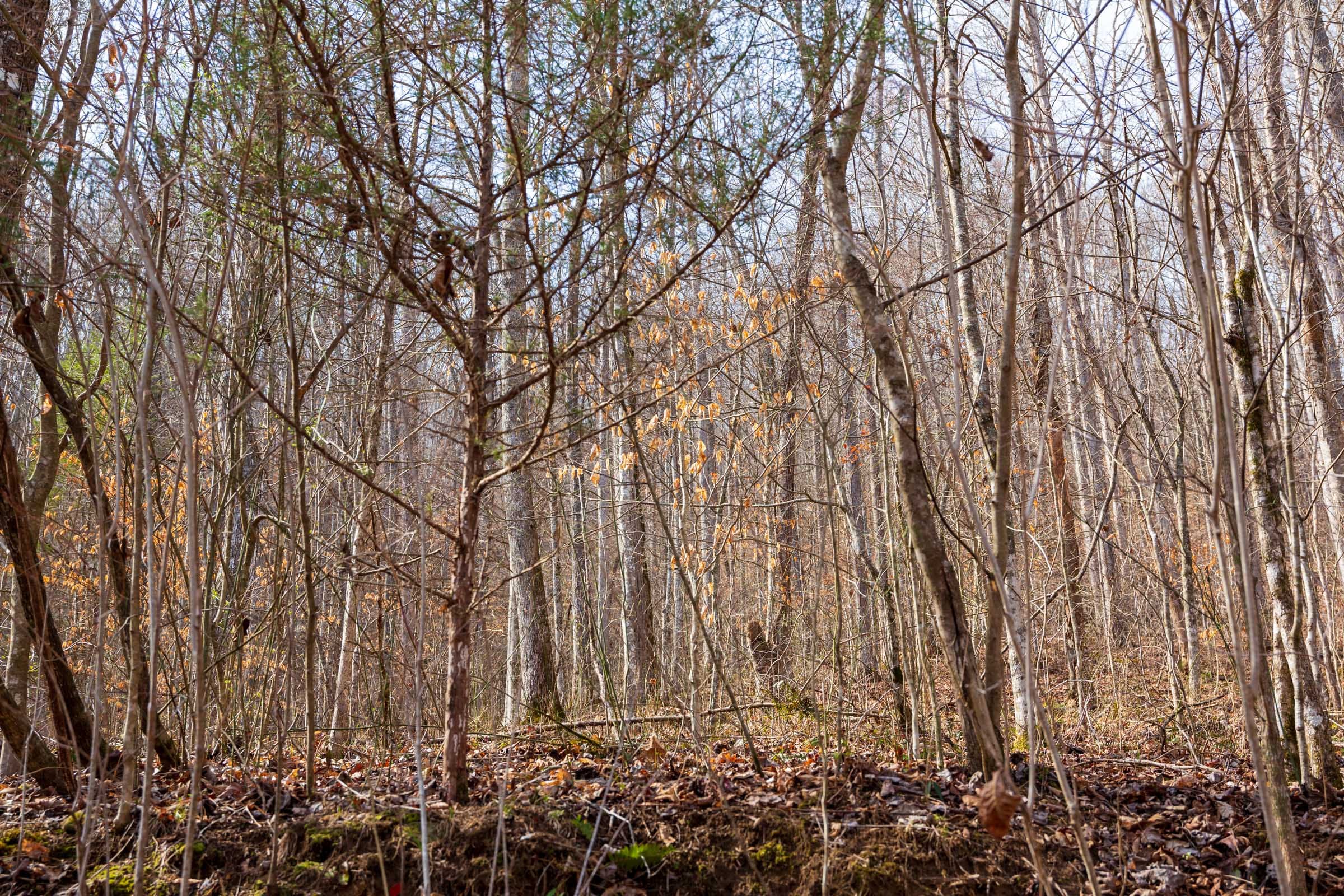 Blackstone Mountain Phase II Tract 67 photo 14