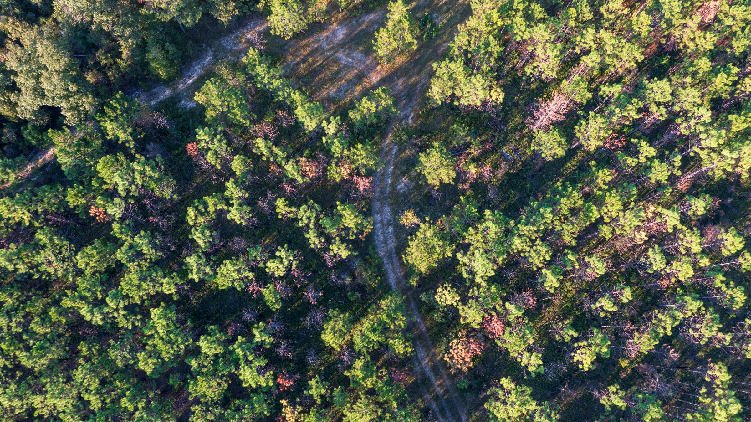 Jackson’s Gap Tract 15 photo 3