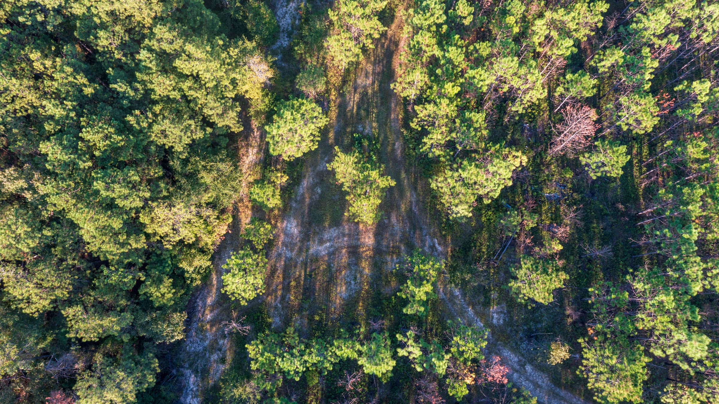 Jackson’s Gap Tract 15 photo 6