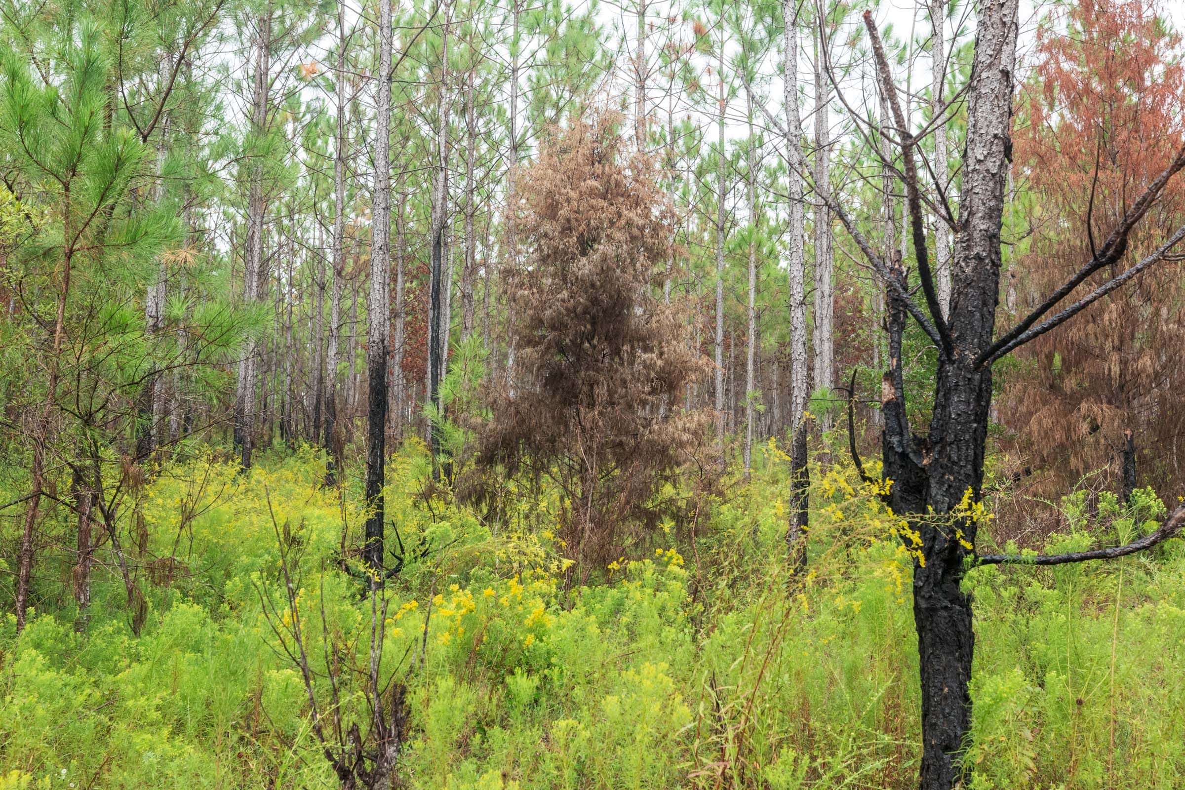 Jackson’s Gap Tract 15 photo 8